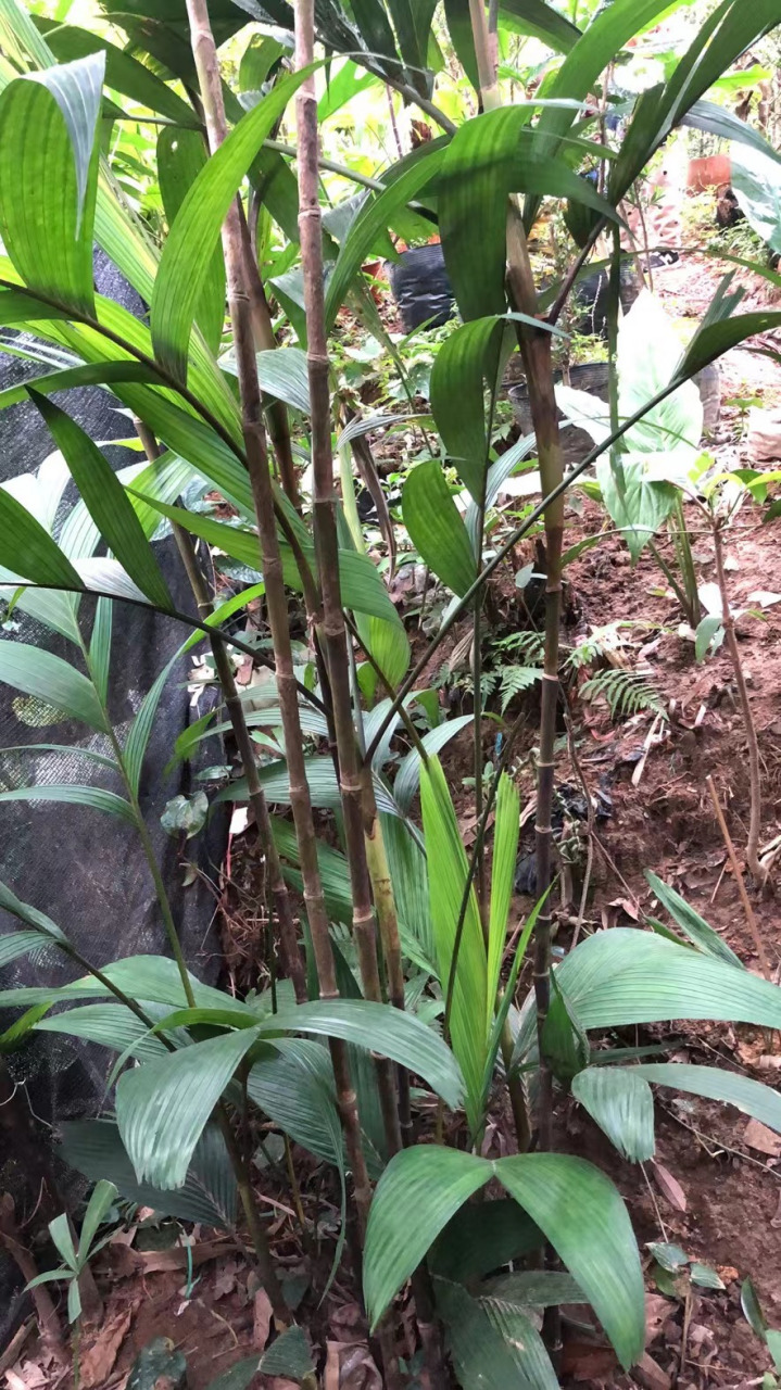 丞待开发的山槟榔属植物.会成为下一个园艺爆品吗