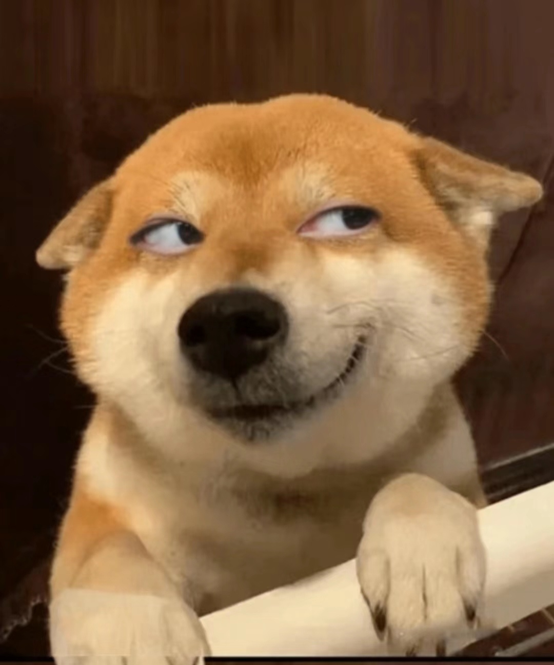 还是当真是狗狗的表情,大家知道么?