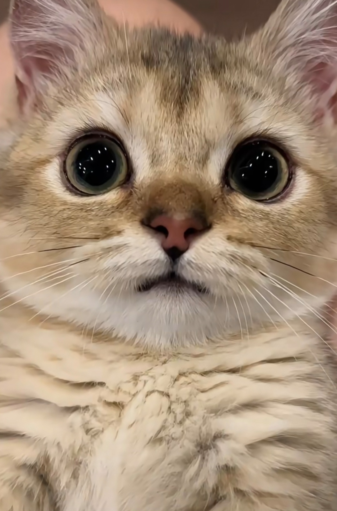 朋友送来一只出生不久的小猫,圆溜溜的大眼睛,让人爱不释手,大家看看