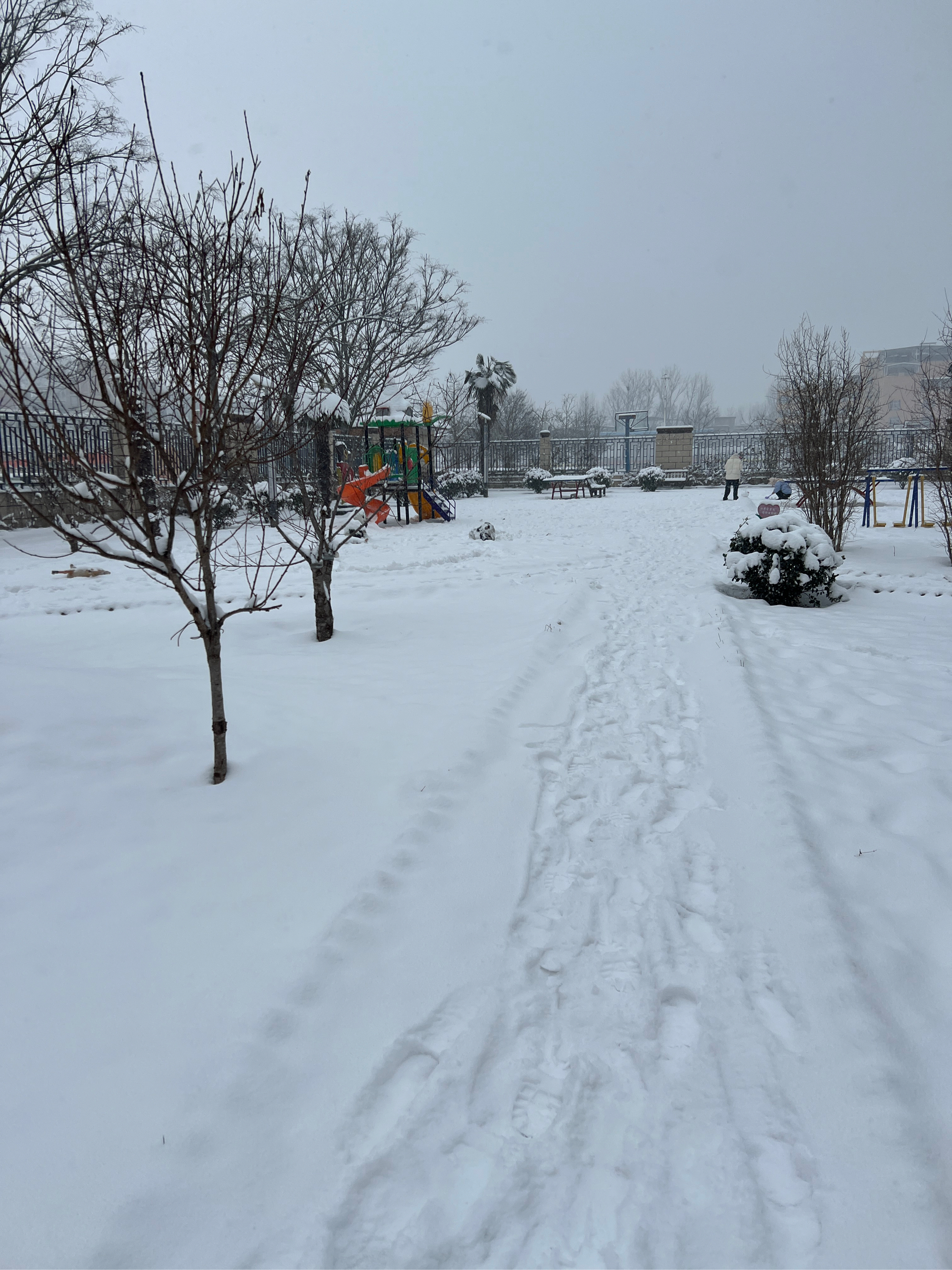 白天下雪图片真实图片