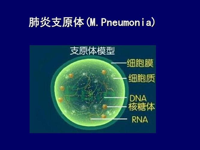 肺炎支原体感染在今年提前爆发,且呈现低龄化趋势.