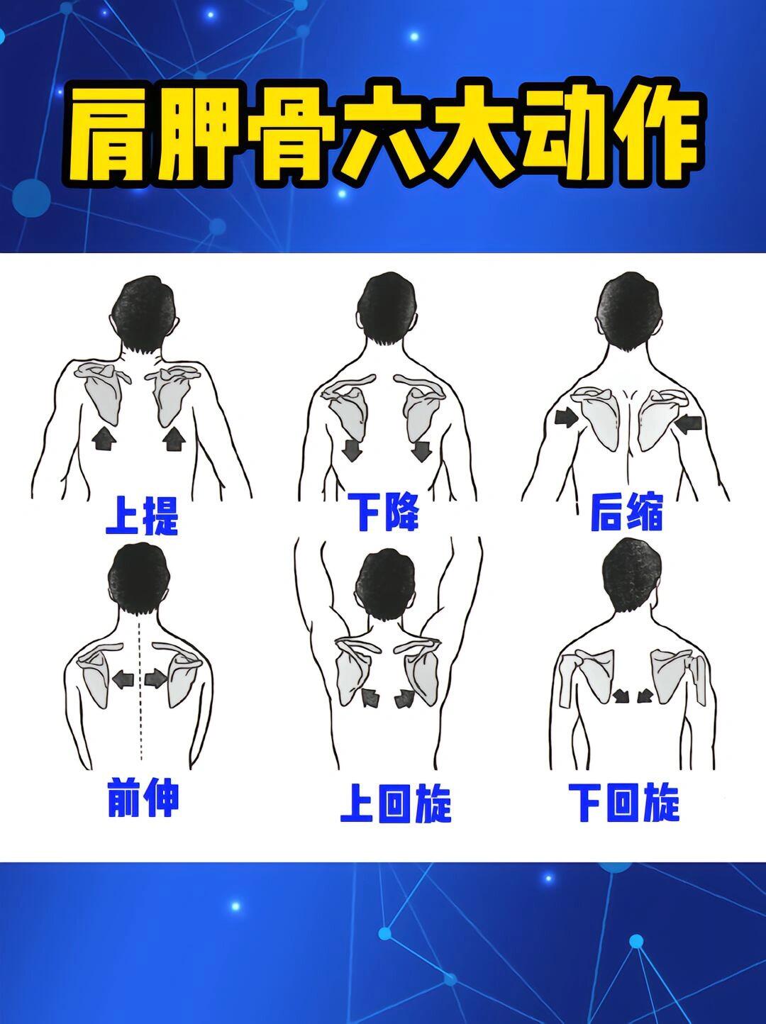 得肩胛者得天下,不得不看的健身知识 得肩胛得天下,控制好肩胛能让你