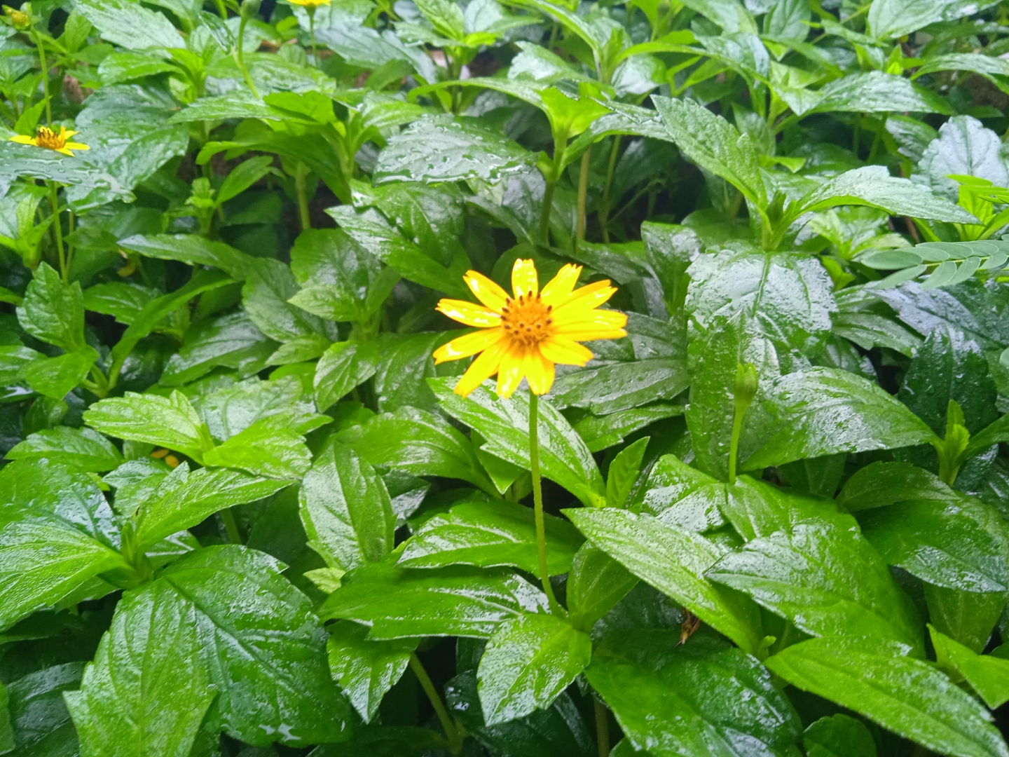 谷雨天下国宴酒图片