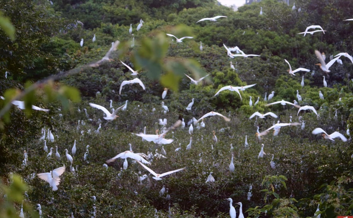 刷朋友圈,又看到鹭鸟庄园的主人晒图,有心栽花花不开,无心插柳柳成荫.