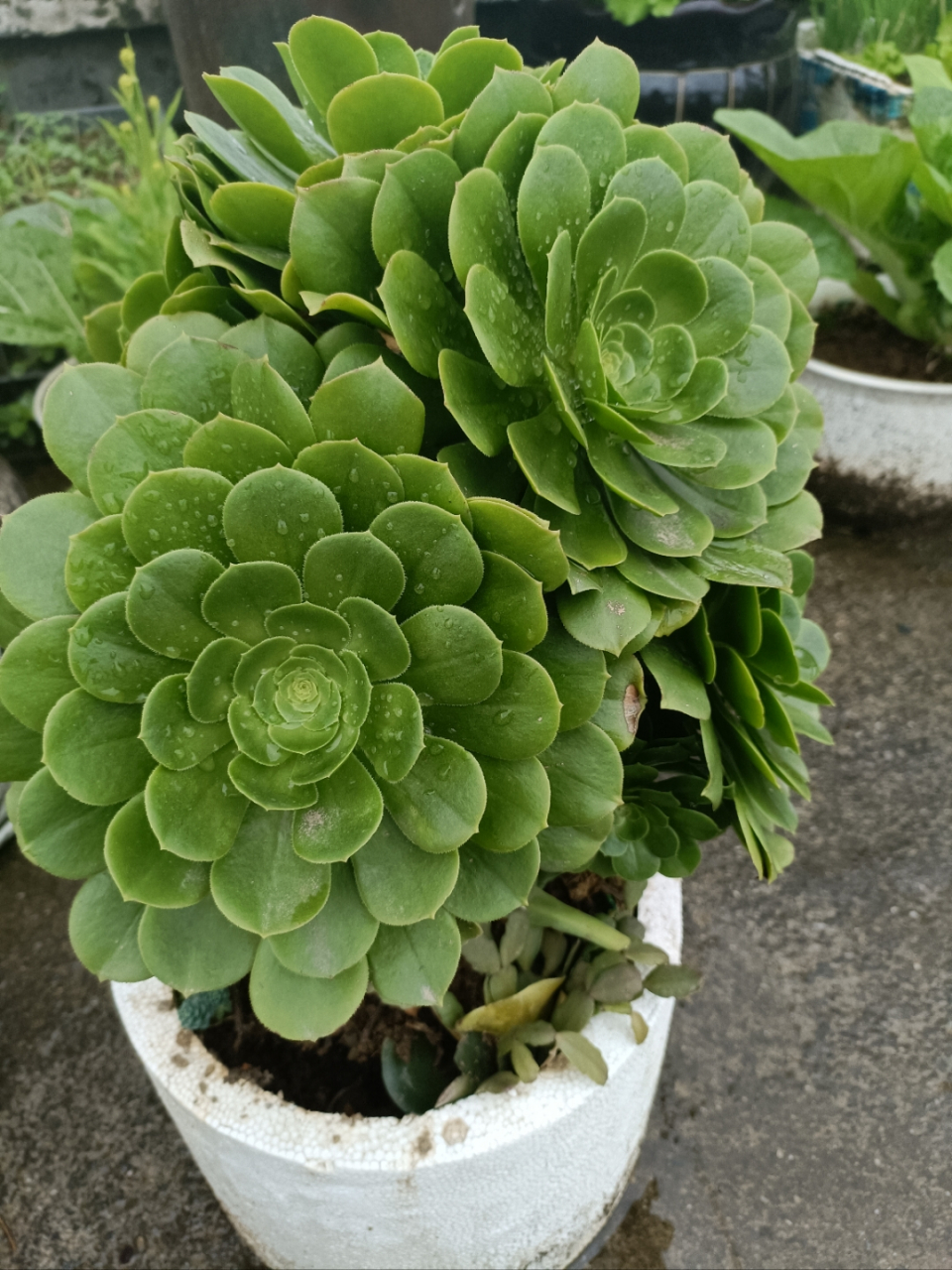 多肉植物种植攻略# 绿羊绒多肉也是最好栽种成活的肉肉之一,随手掐