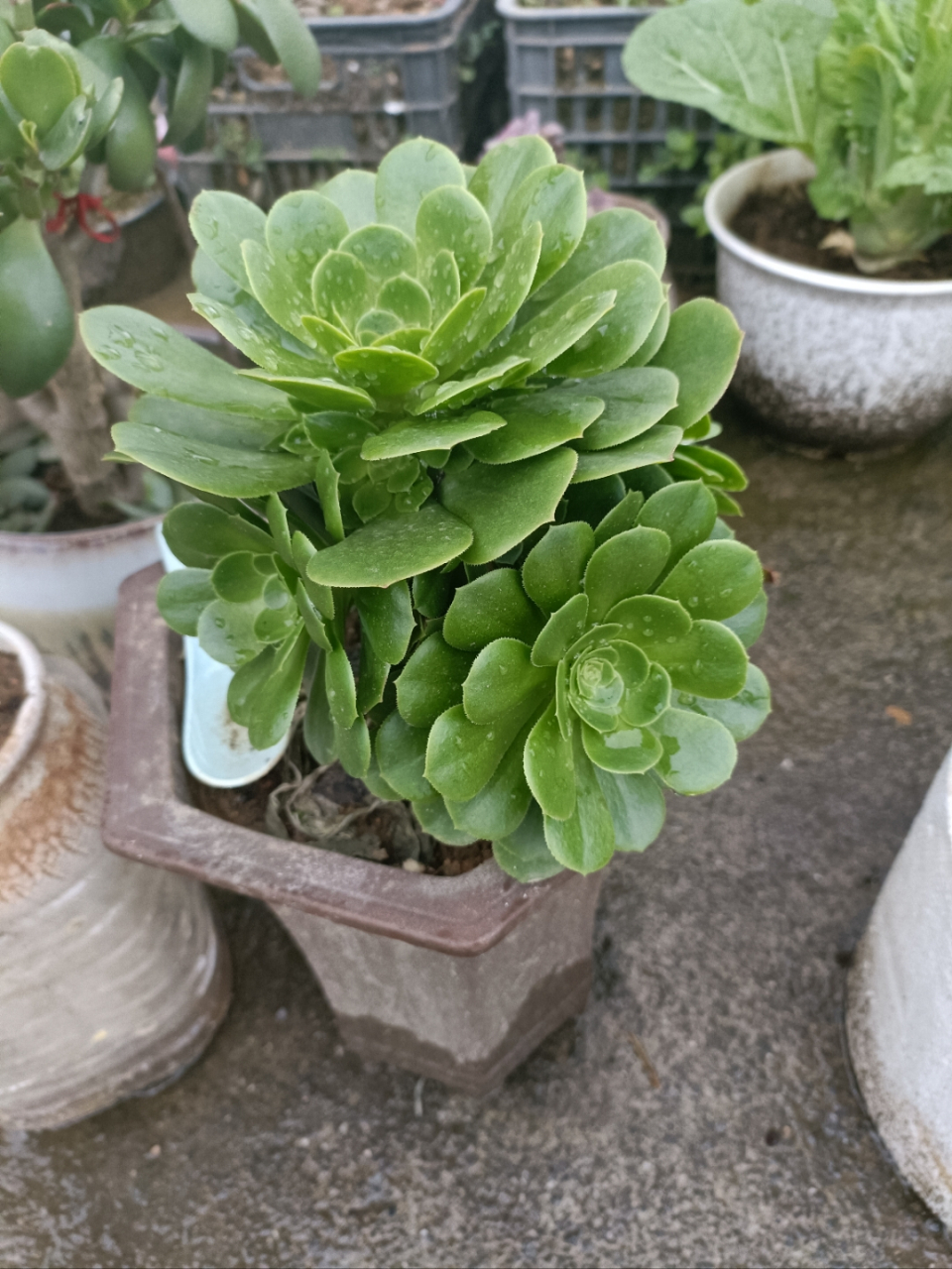 多肉植物种植攻略# 绿羊绒多肉也是最好栽种成活的肉肉之一,随手掐