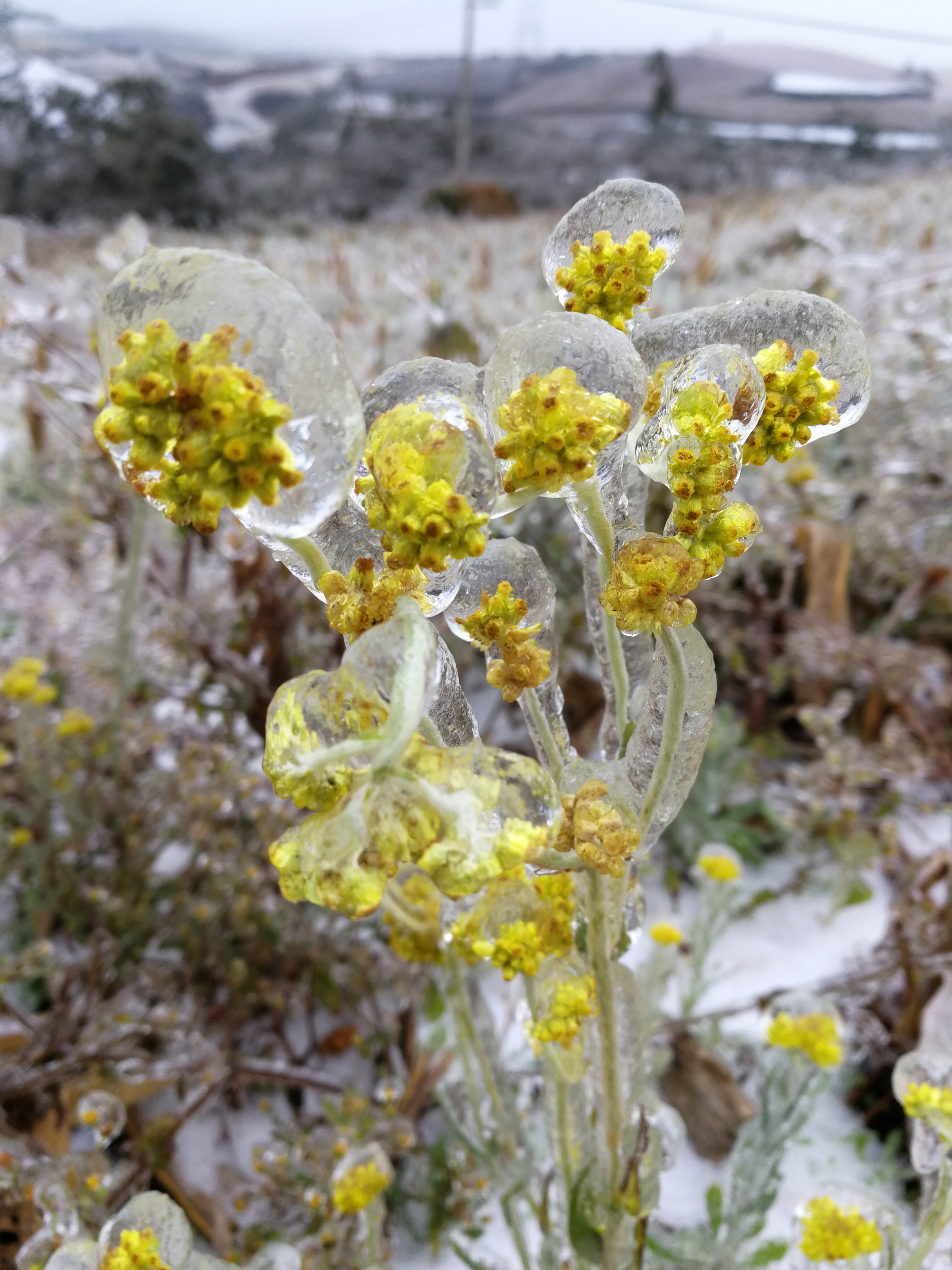 7615奇妙的冰花世界,植物也爱冬眠!