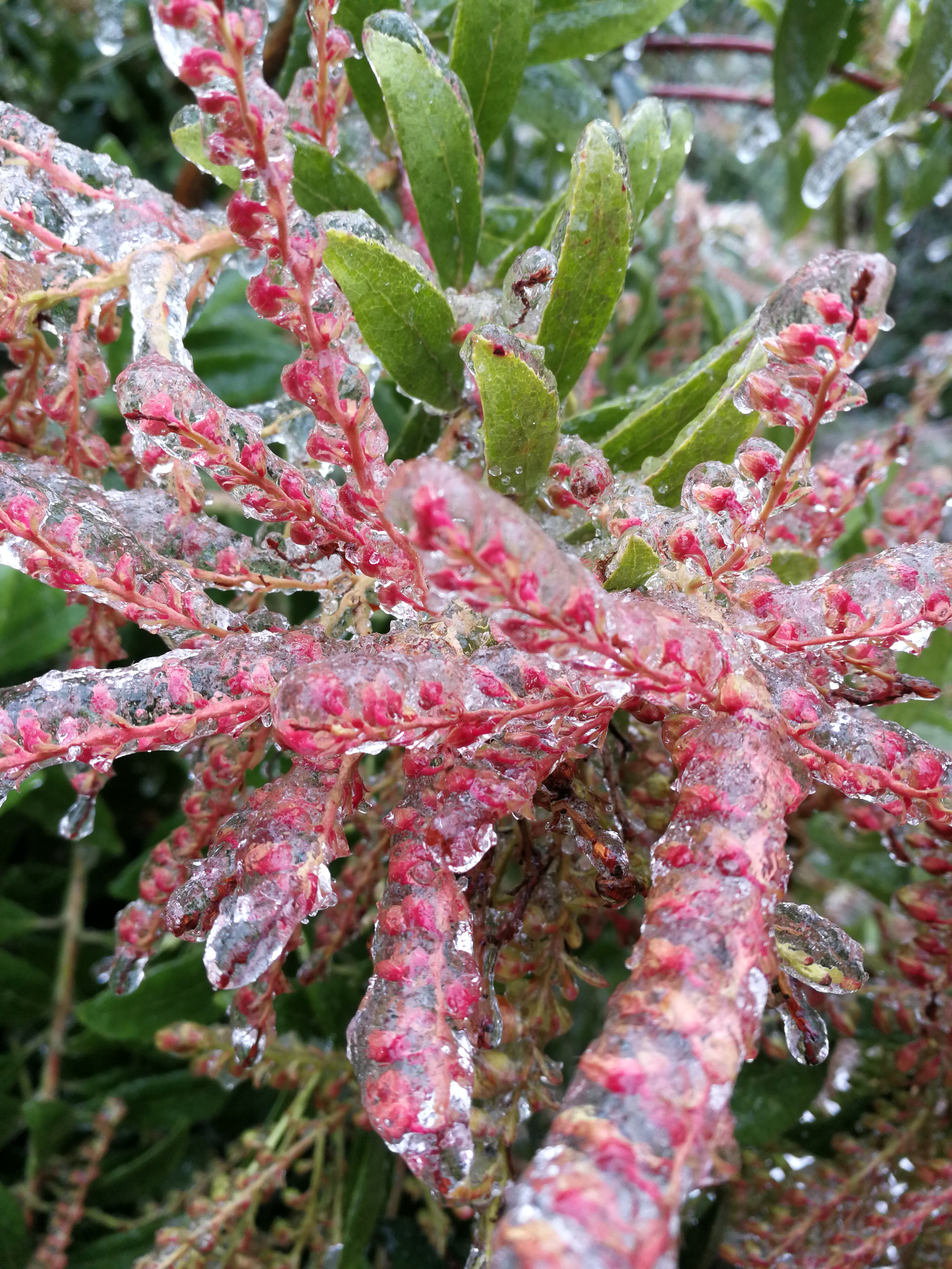 7615奇妙的冰花世界,植物也爱冬眠!