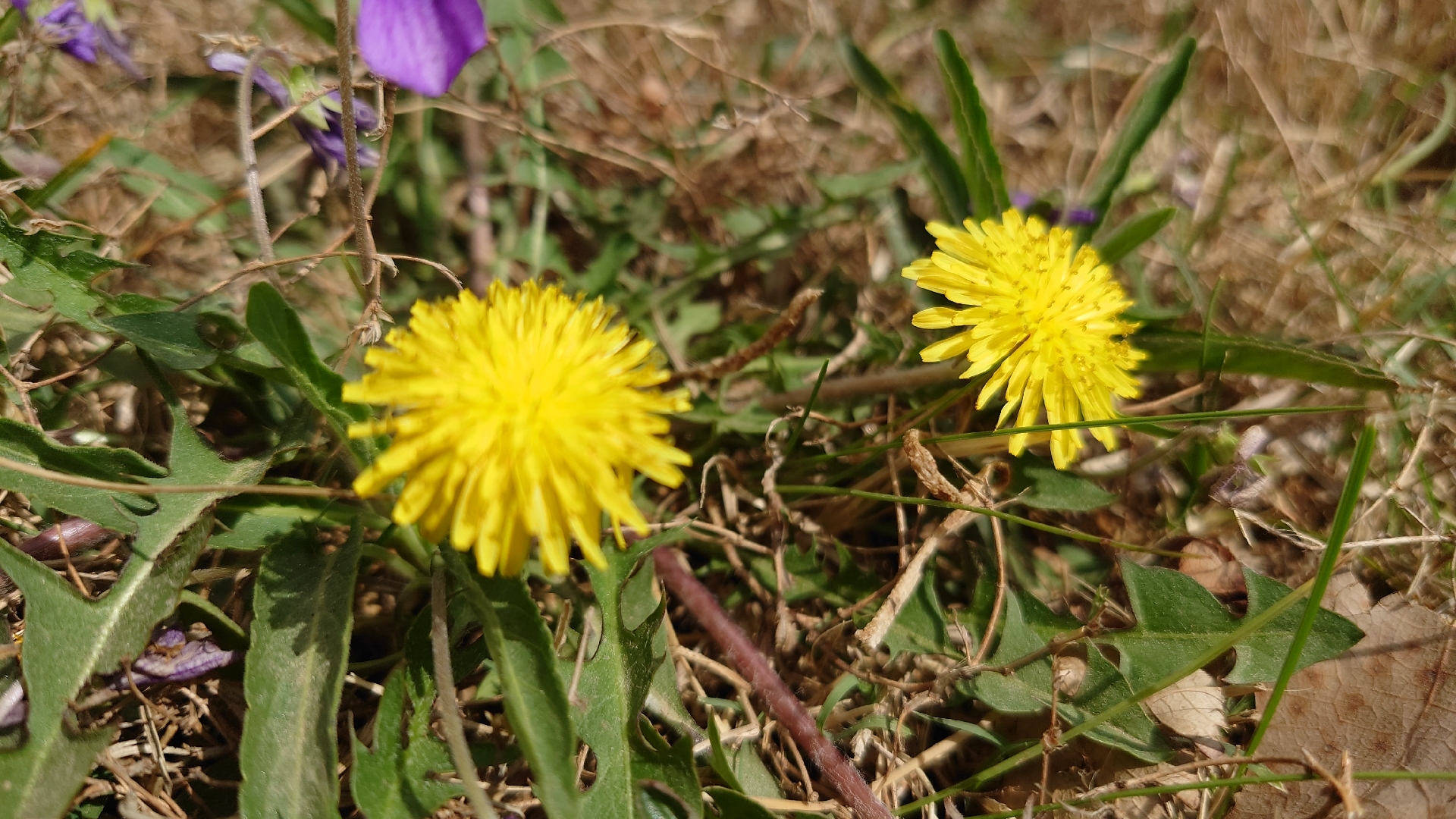 随手拍春天# 这蒲公英花田,简直是自然的艺术画廊!