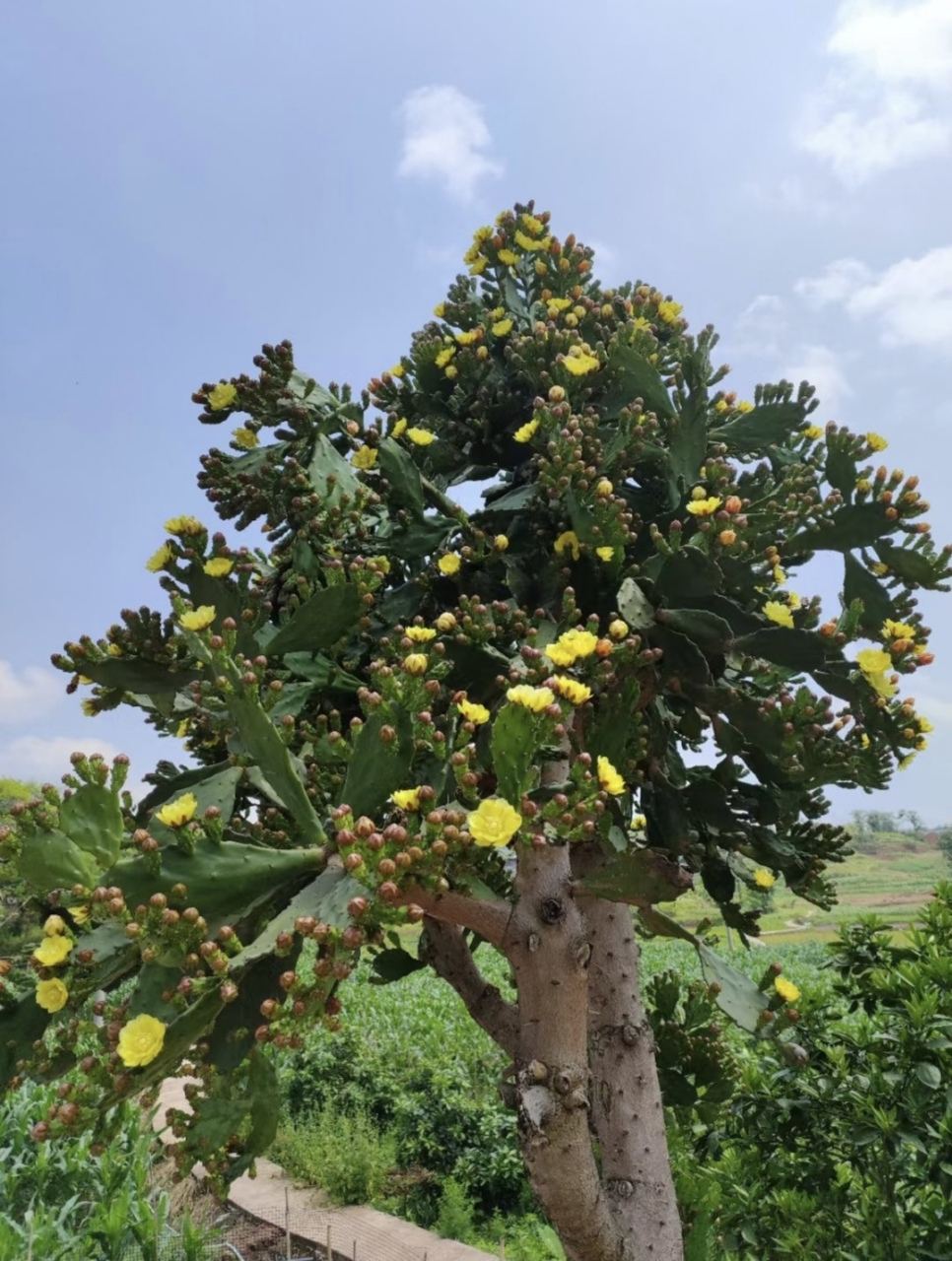 老家的仙人掌树,年龄比我都大,从我记事起它就有这么大了,这么多年了
