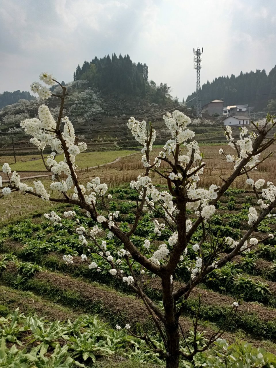 渝北统景裕华村