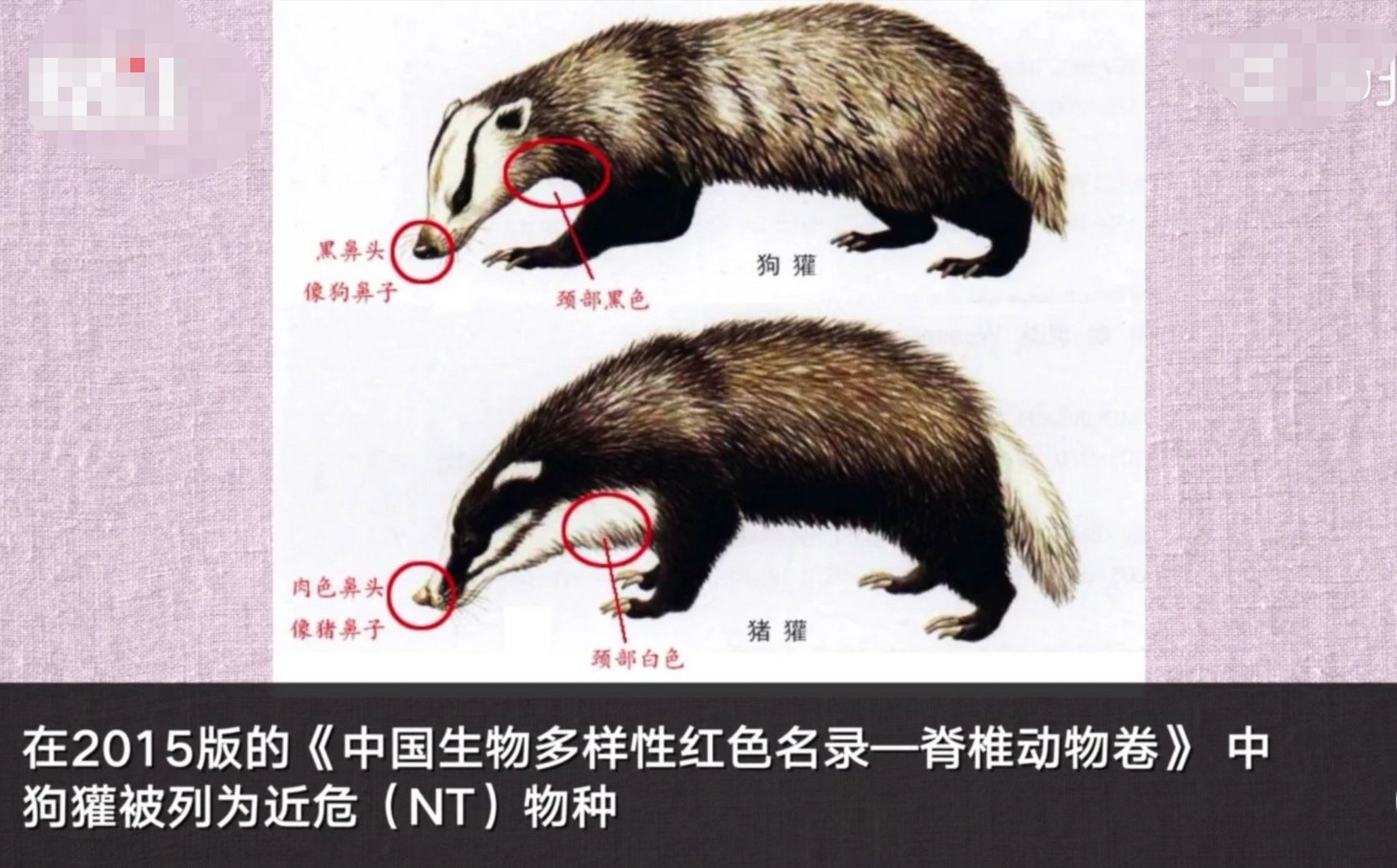 大家在读到少年闰土在月下看瓜刺猹的时候,有没有想过"猹"是长啥样的?