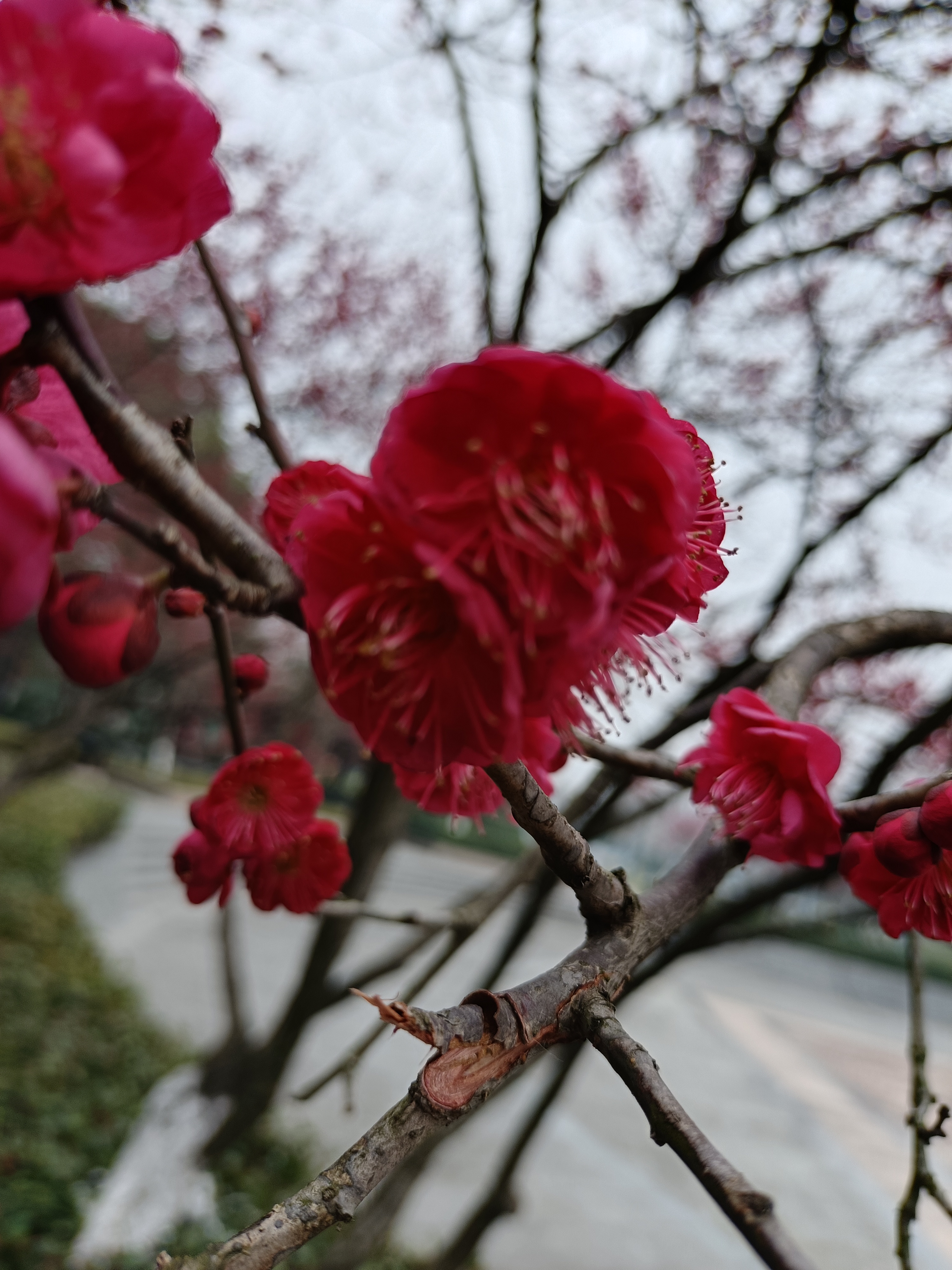 二月红图片 雨中图片