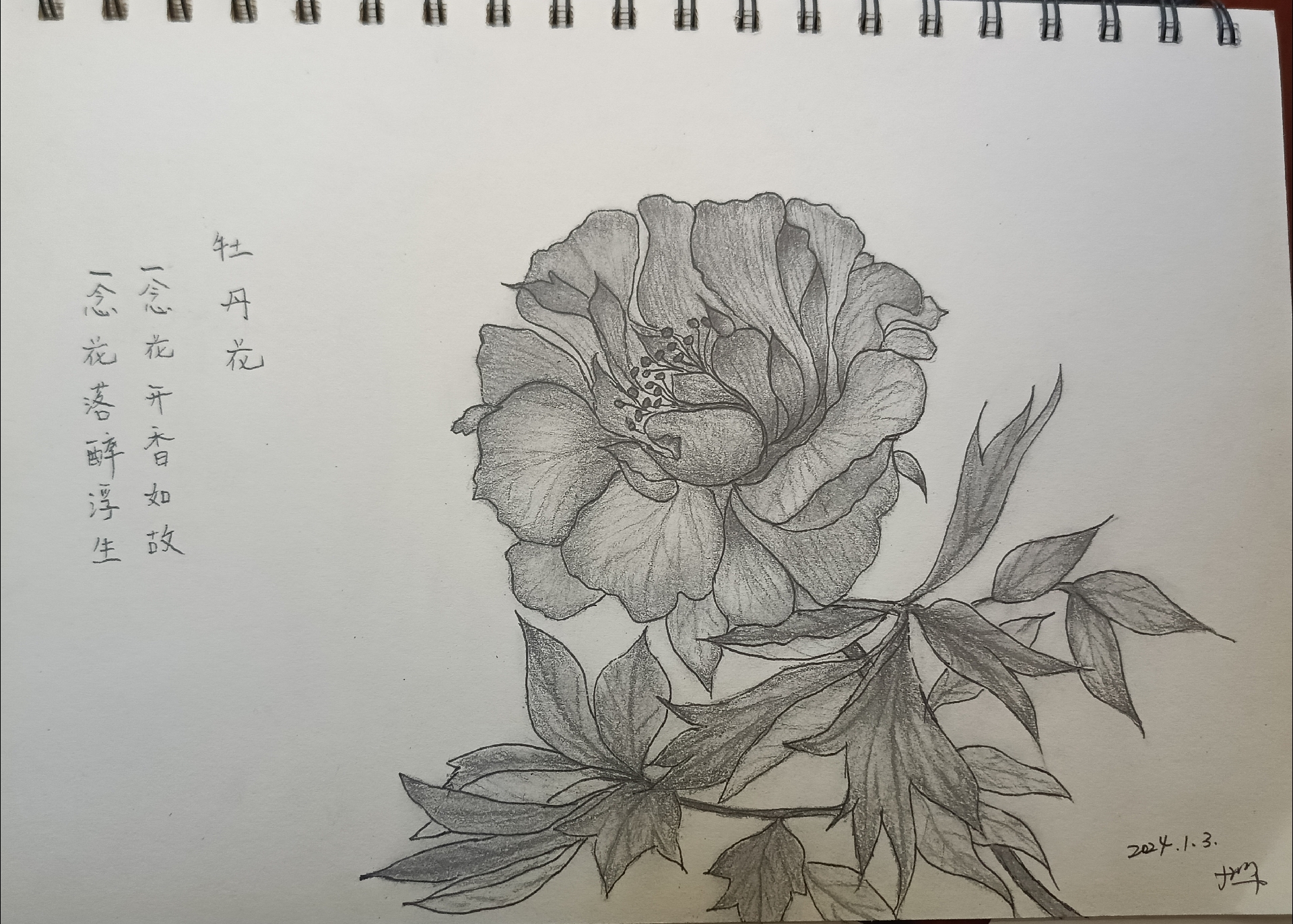 牡丹花素描画简笔画图片