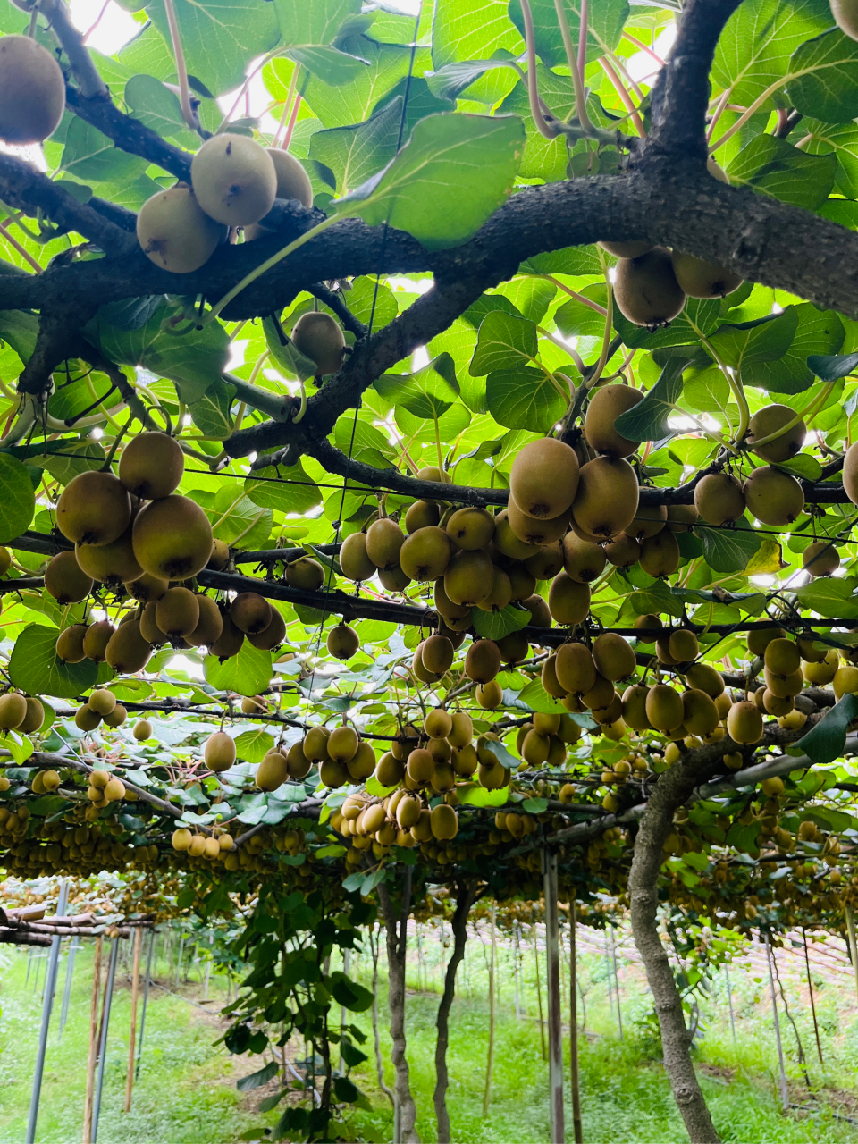 石台县小河镇 乡村振兴,产业振兴!