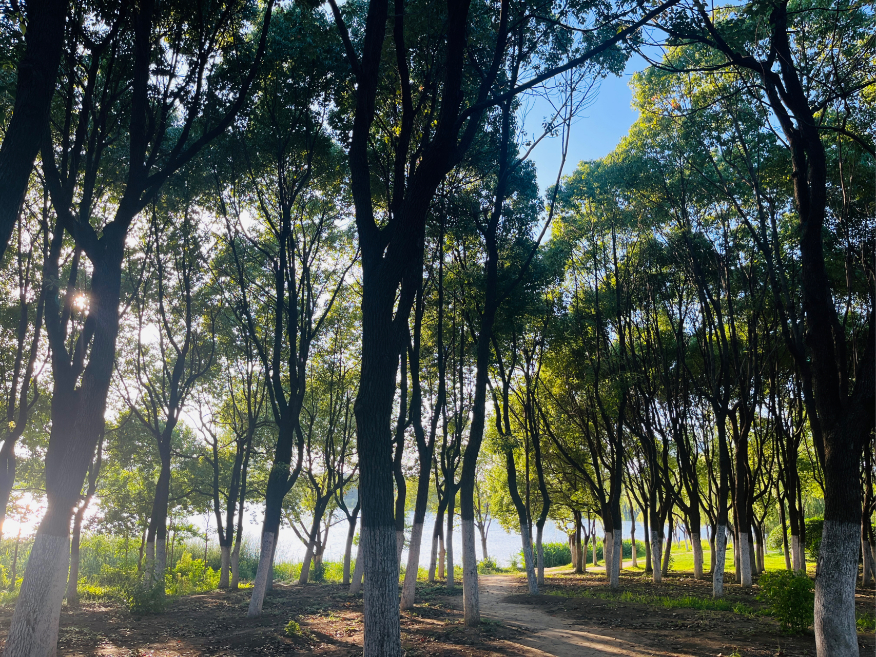 7815 翡翠湖心形公路非常出名,沿着合肥翡翠湖风景区,合工大翡翠