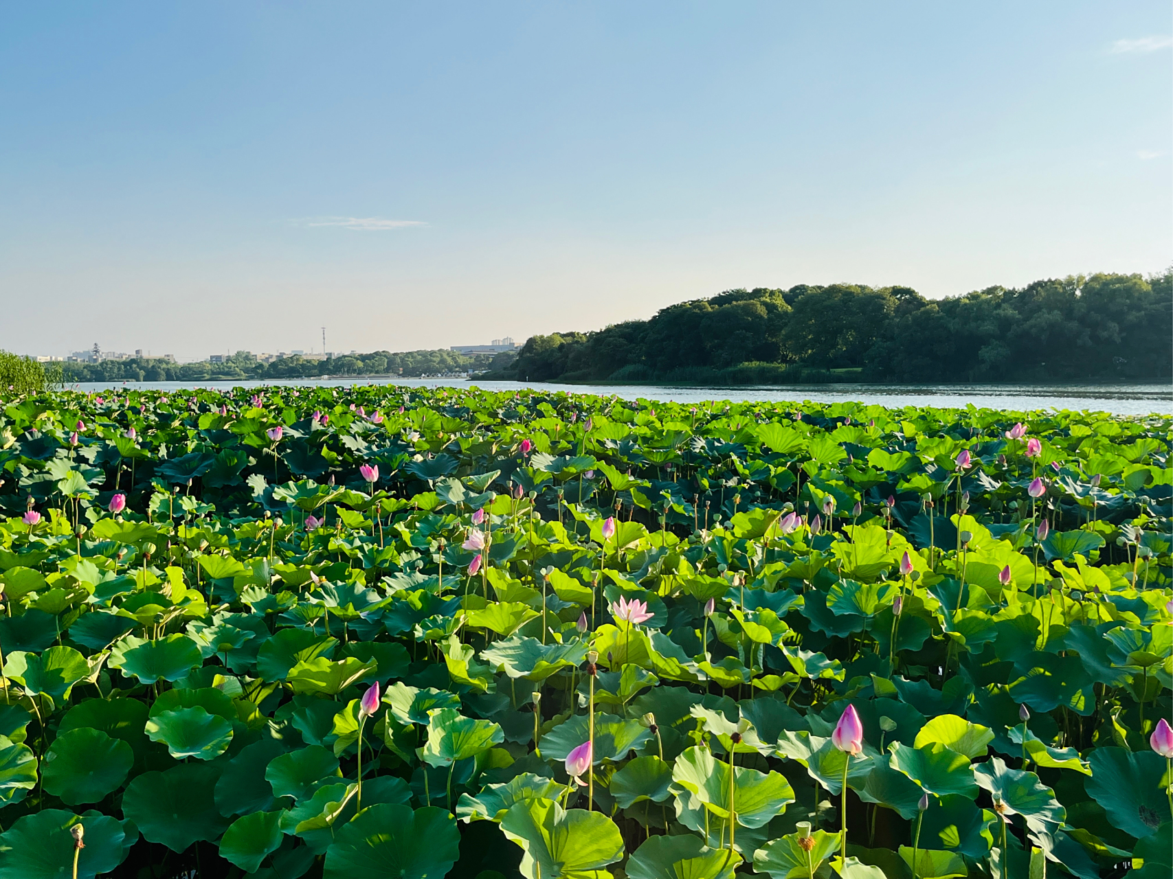 7815 翡翠湖心形公路非常出名,沿着合肥翡翠湖风景区,合工大翡翠