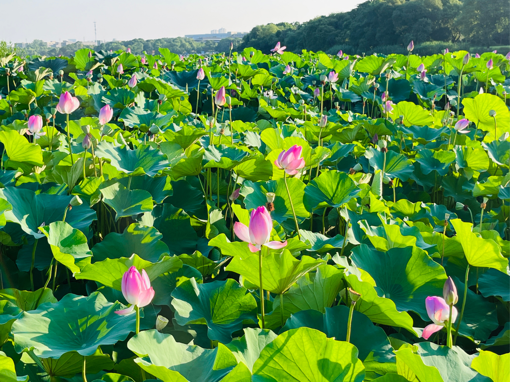 7815 翡翠湖心形公路非常出名,沿着合肥翡翠湖风景区,合工大翡翠