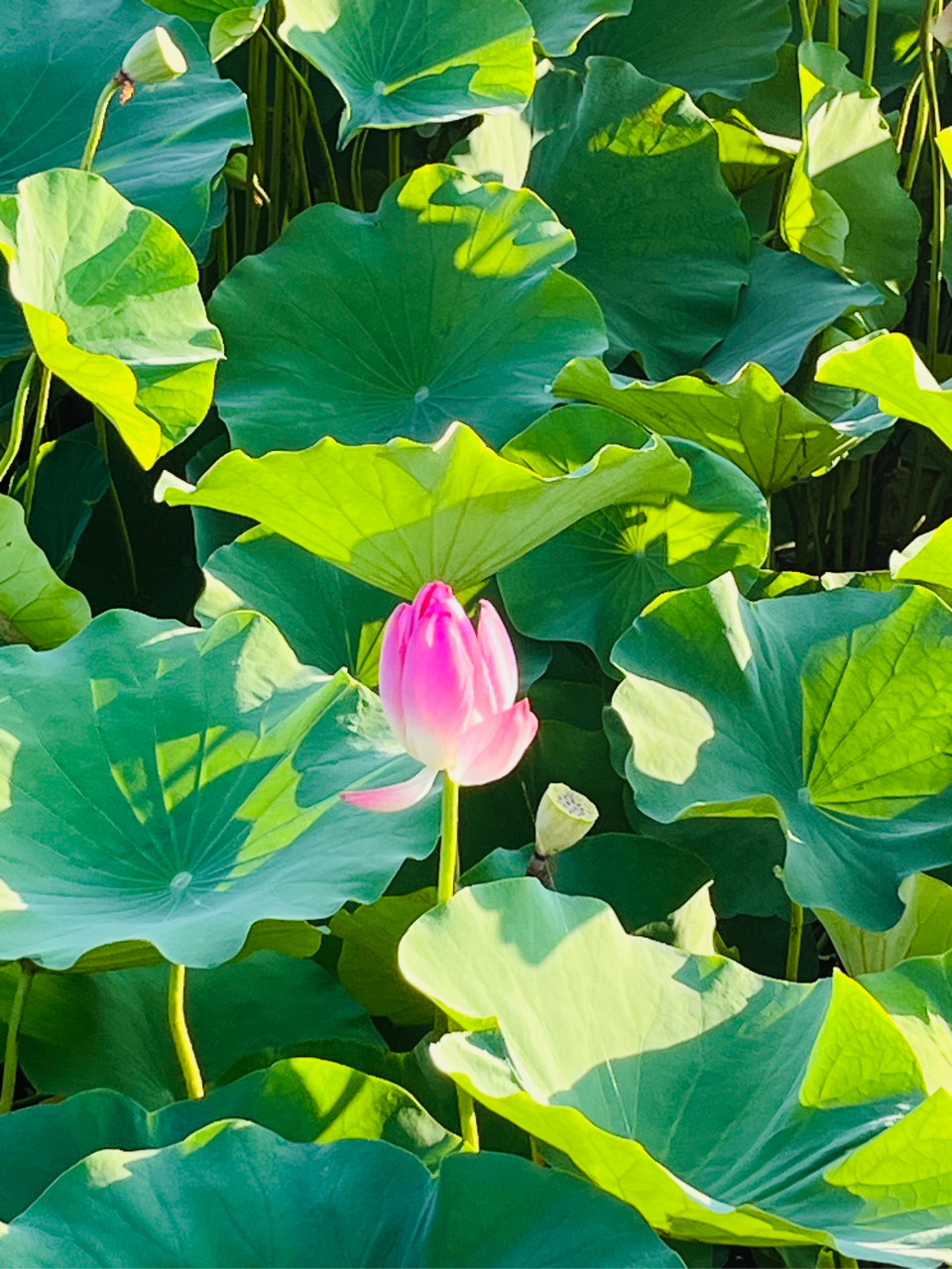 7815 翡翠湖心形公路非常出名,沿着合肥翡翠湖风景区,合工大翡翠