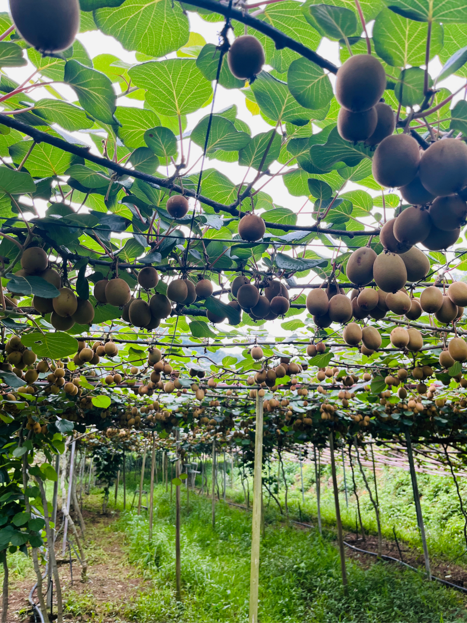 石台县小河镇 乡村振兴,产业振兴!