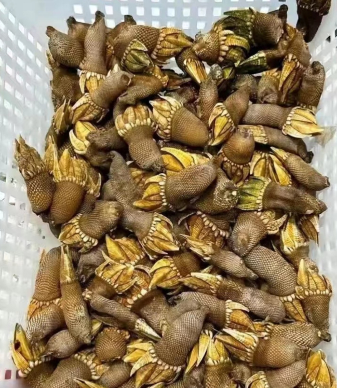 鲜活海珍品,在国内非常少见的品种,鹅颈藤壶,这东西要採到是非常不