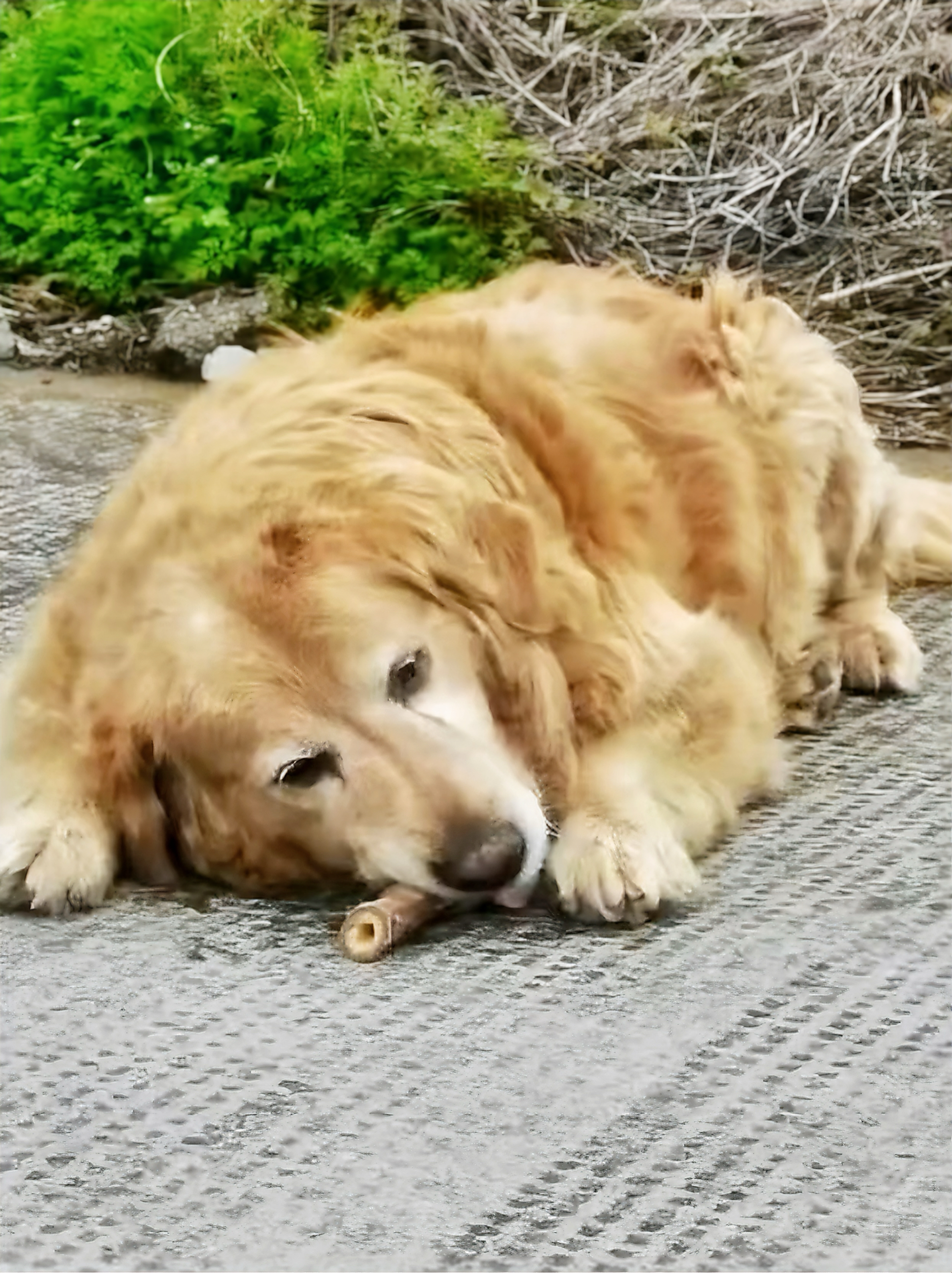 金毛翠花死了图片