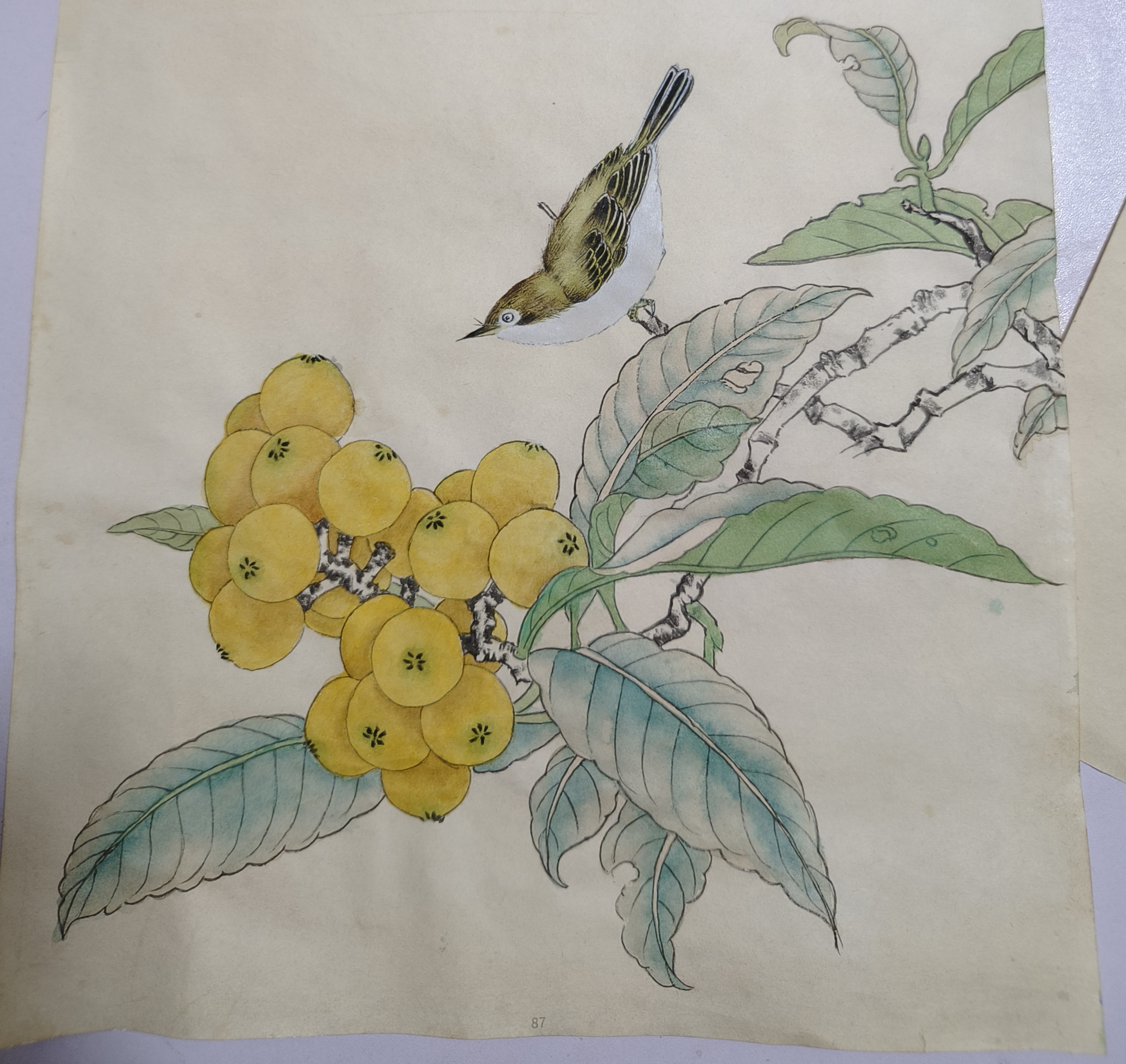 工笔画临摹枇杷秀羽图#画画交流组