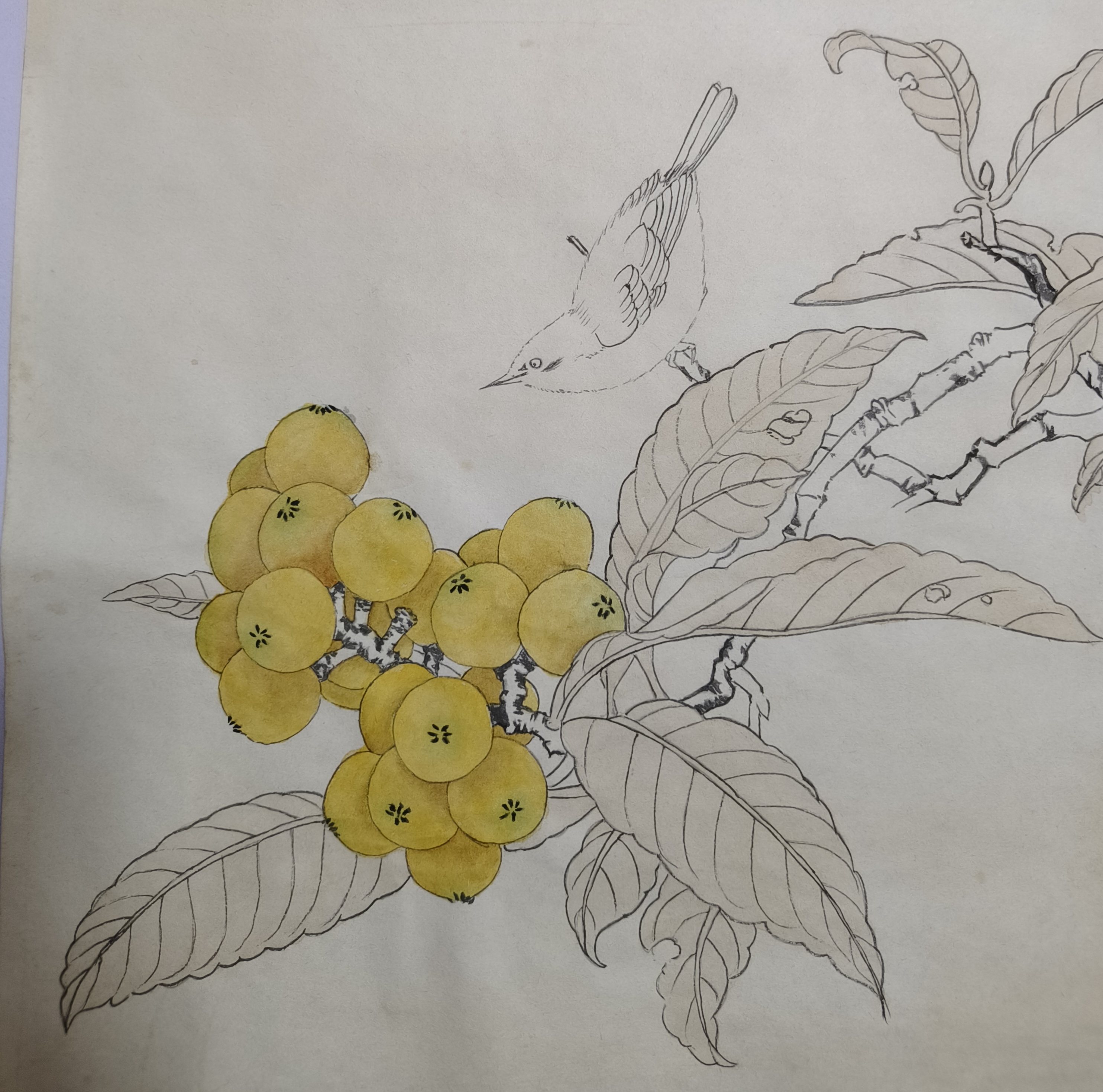 工笔画临摹枇杷秀羽图#画画交流组