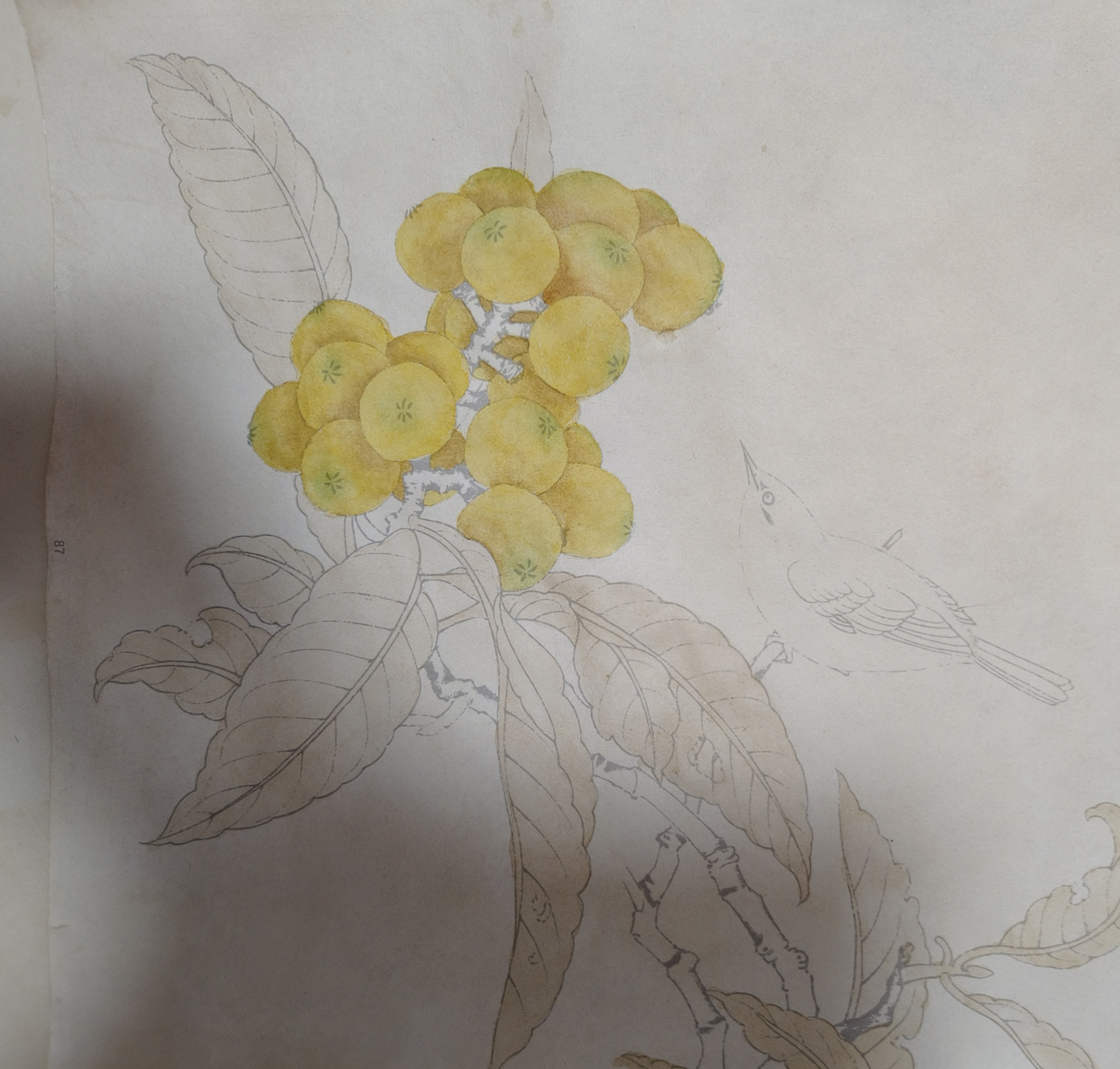 工笔画临摹枇杷秀羽图#画画交流组