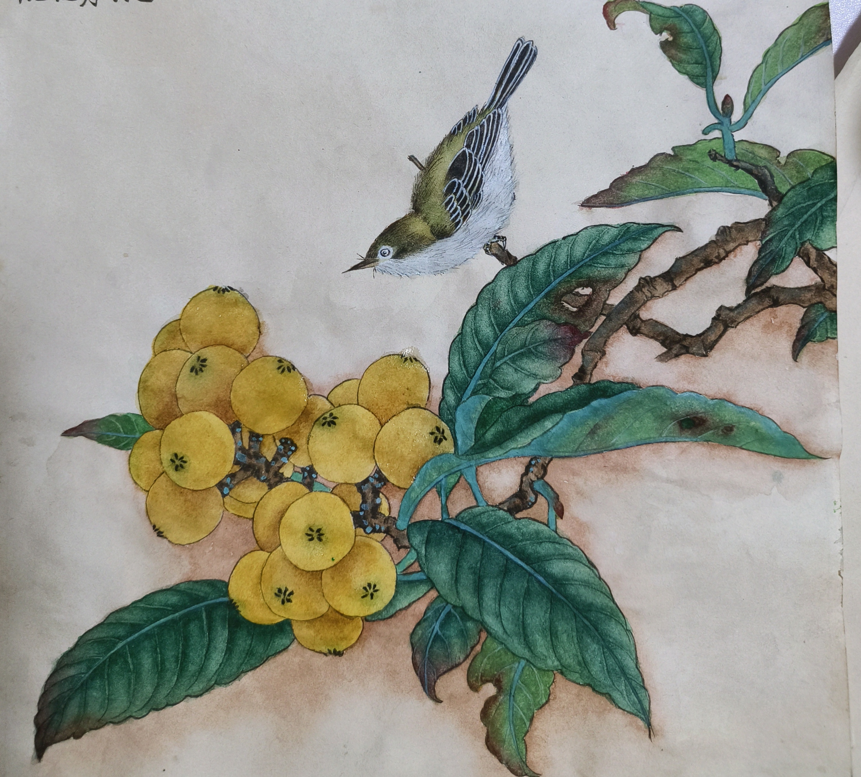 工笔画临摹枇杷秀羽图#画画交流组