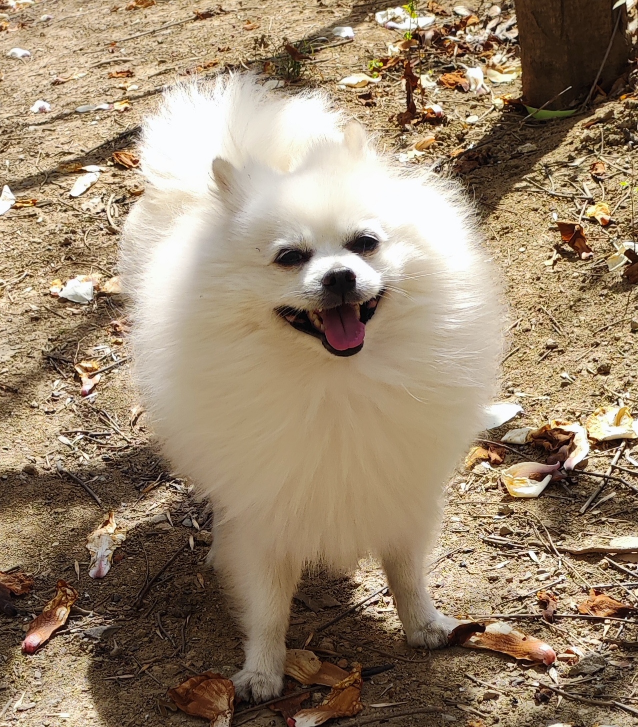 我家狗狗是一只白色的博美,名字叫happy,它总是那么开心,总是在笑