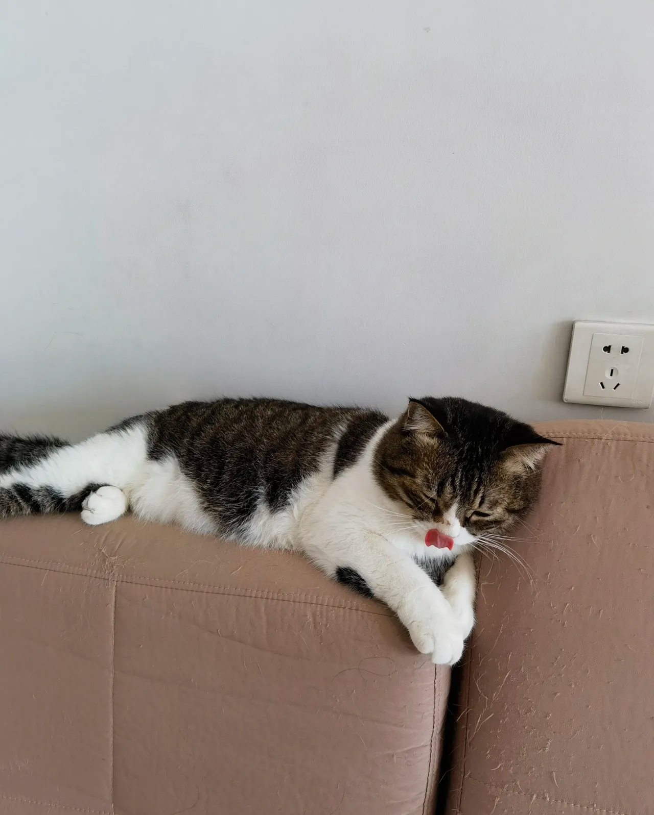 猫咪捋舌头,我第一次见呢!口吐莲花,说的就是它吧?