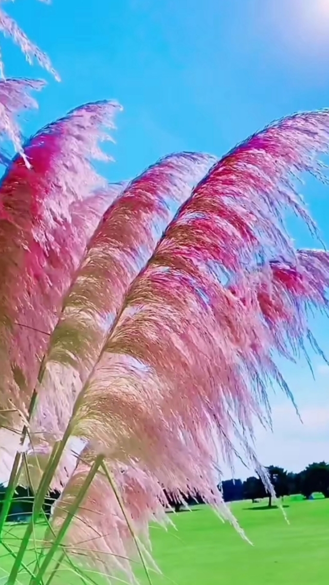 芦苇(学名:*phragmites australis*)是禾本科芦苇属的多年生草本植物