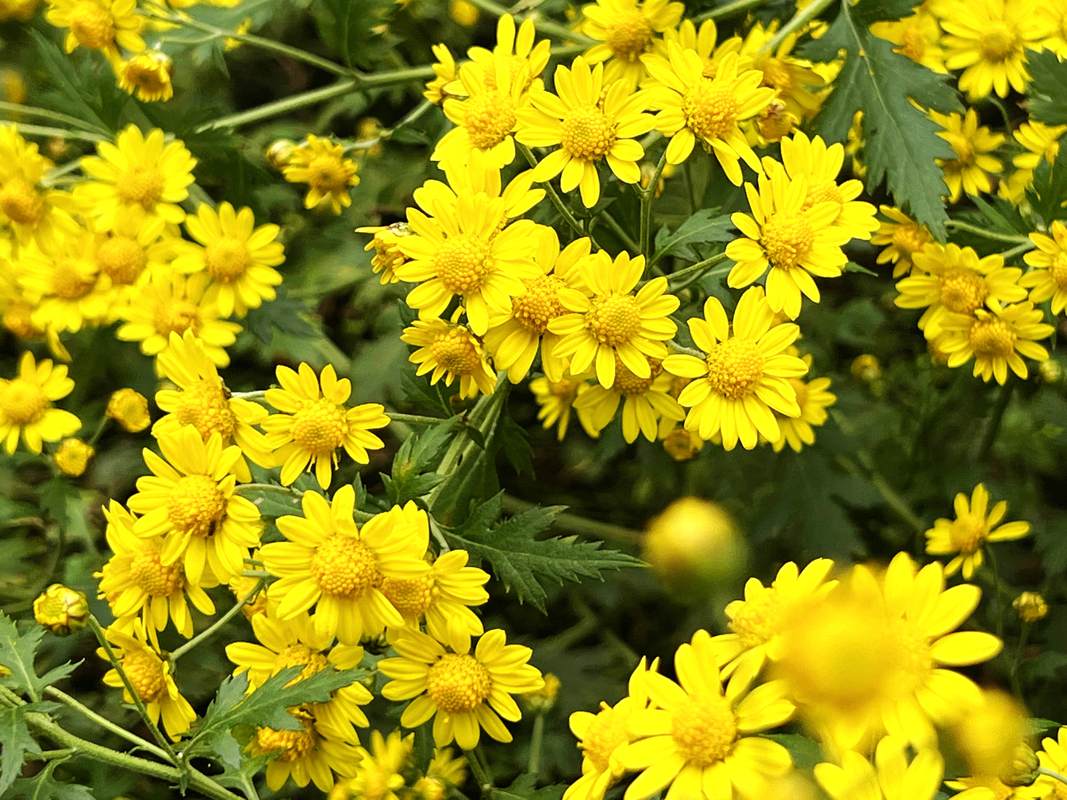 绝句 野菊 笔情墨趣 降霜时节愈萋萋,自赏孤芳踞小蹊