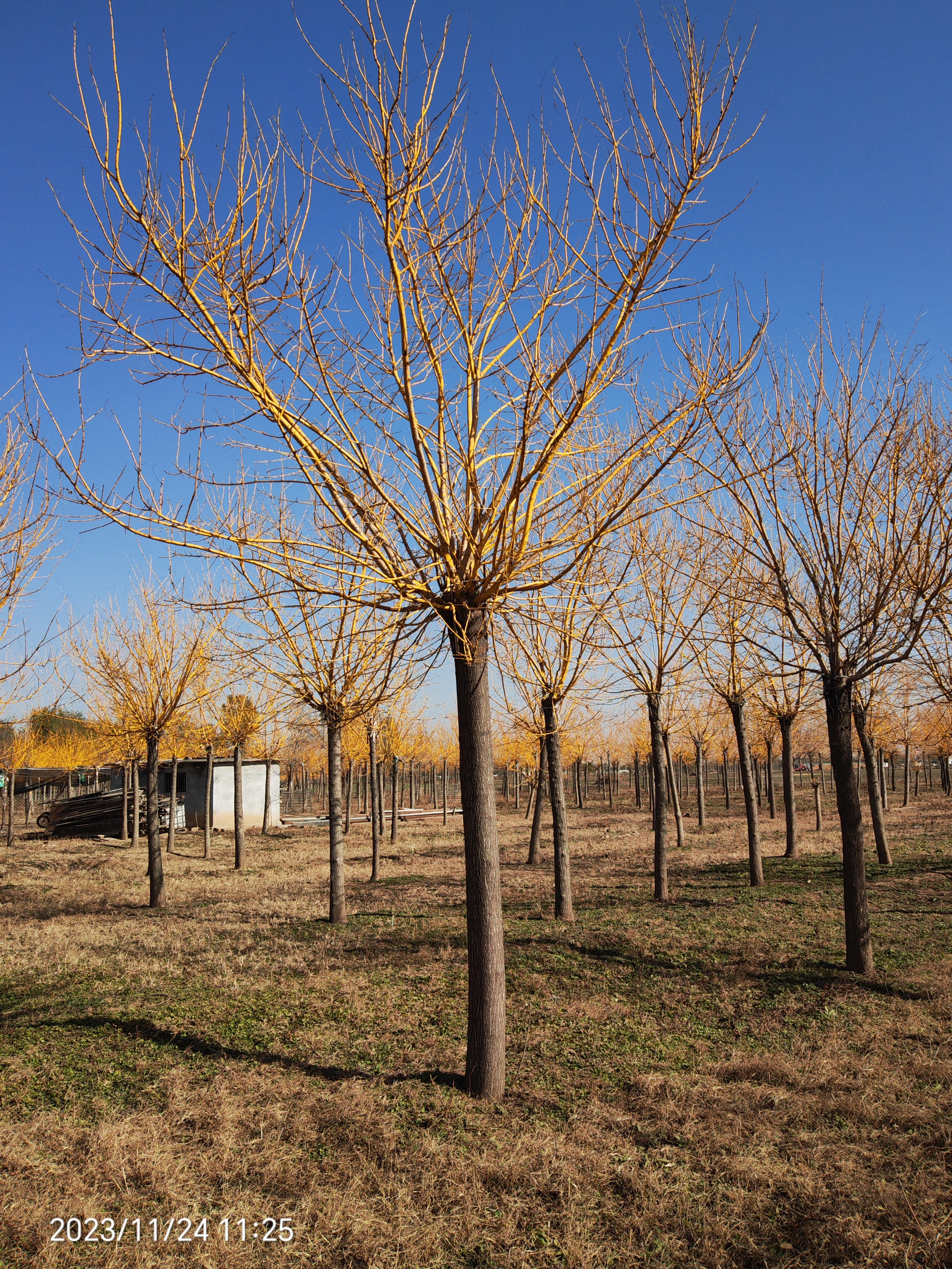 基地种植10-18公分黄金槐数量8000棵,分支点2-2.