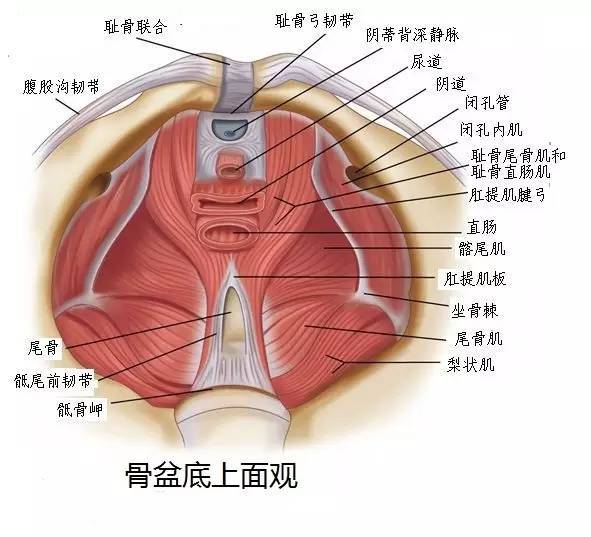 锻炼,也称为凯格尔运动,是一种针