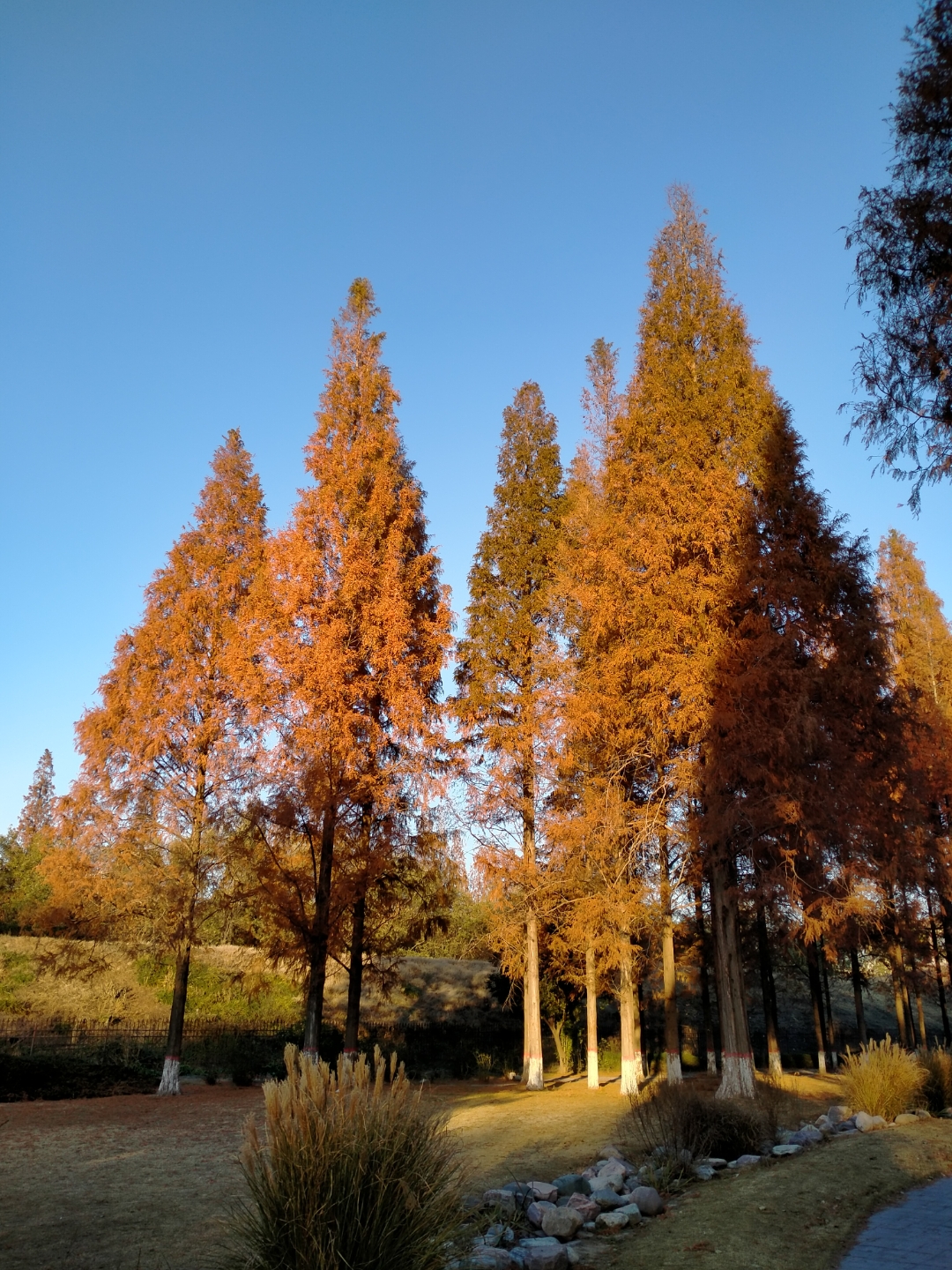 水杉树高大挺拔,树叶层层叠叠,有些已渐渐变黄,点缀在绿色的海洋中