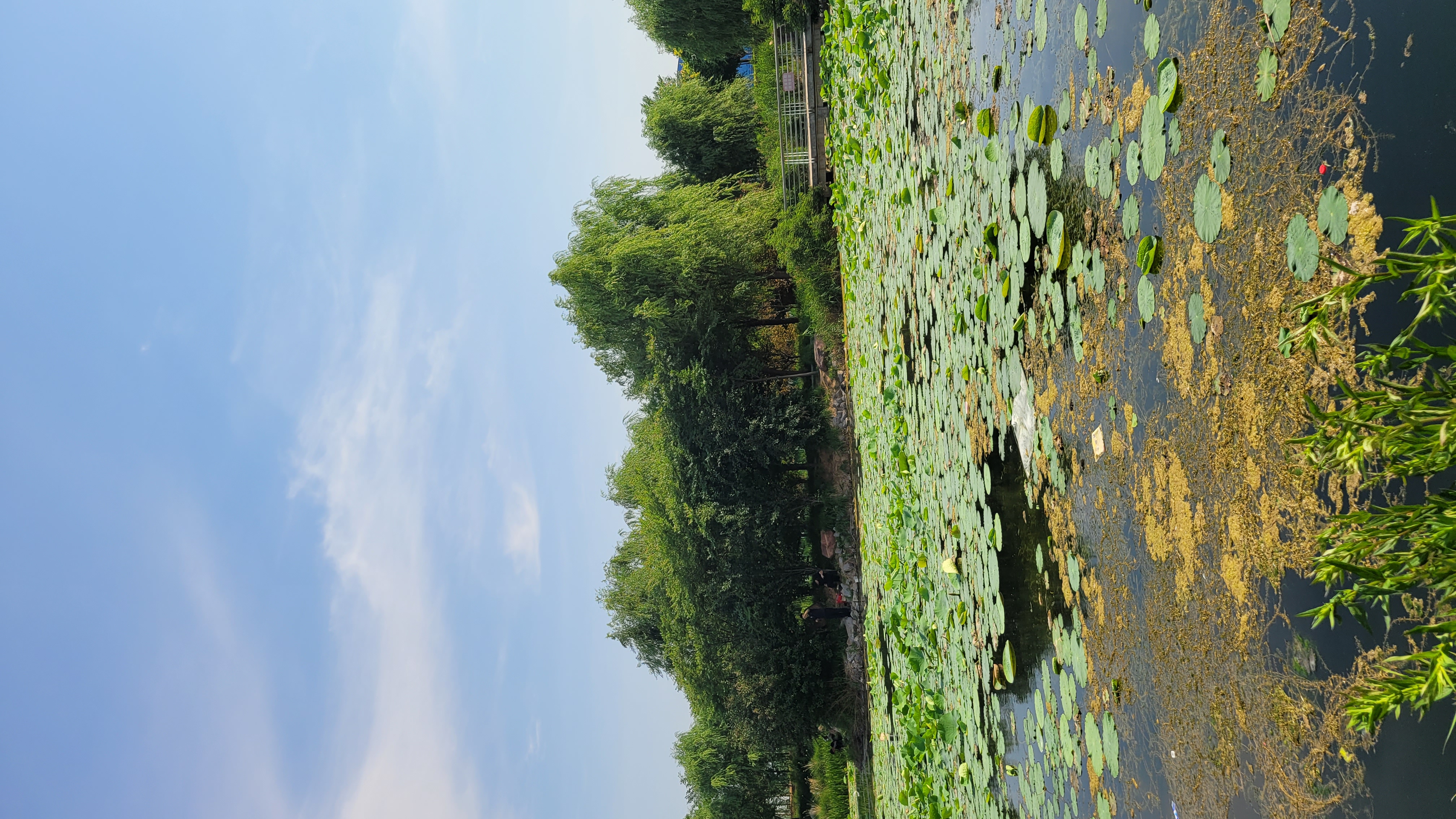 普兰店荷花湾湿地公园图片