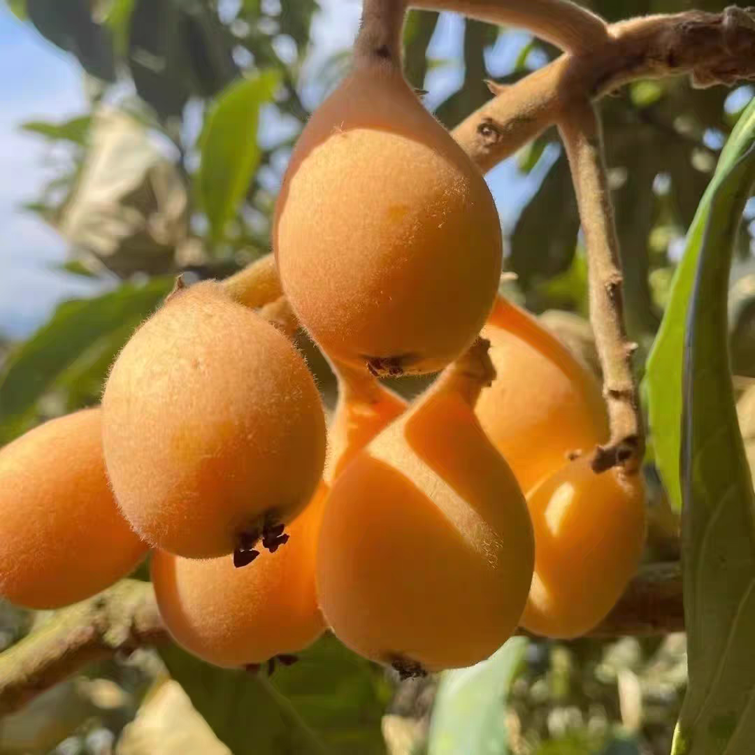 阳光下,枝头挂满了金黄的攀枝花米易枇杷,仿佛在向我招手