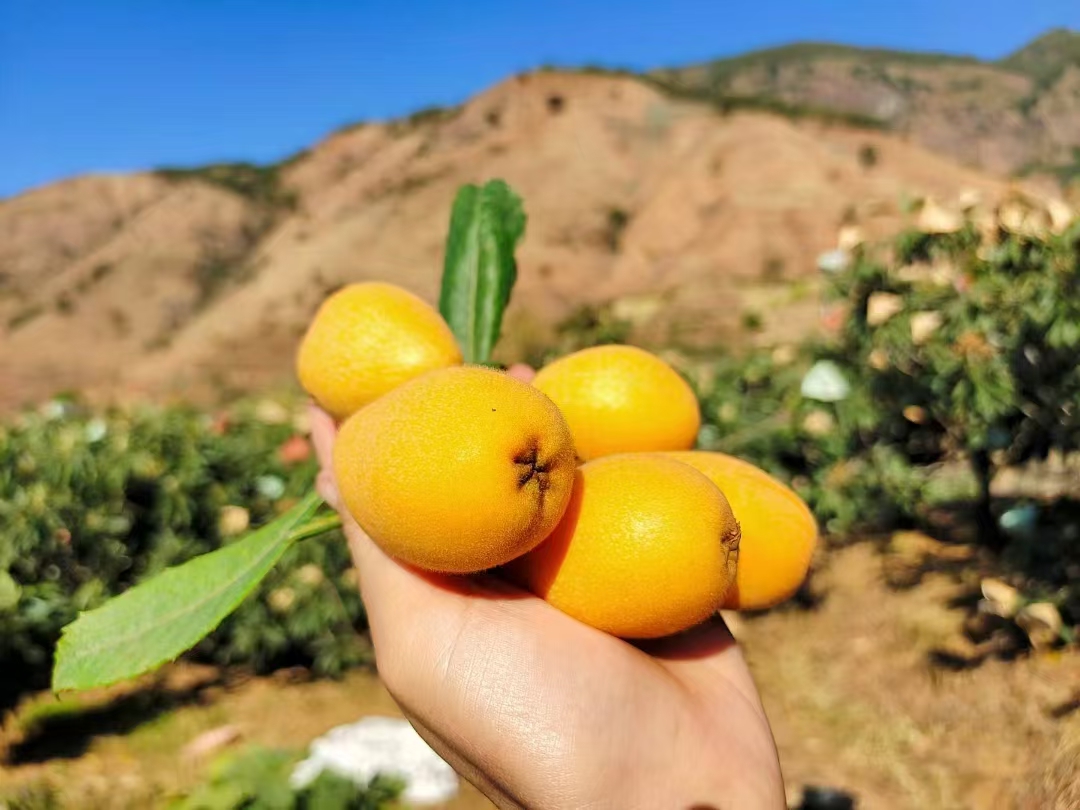 攀枝花米易枇杷,大自然的珍果