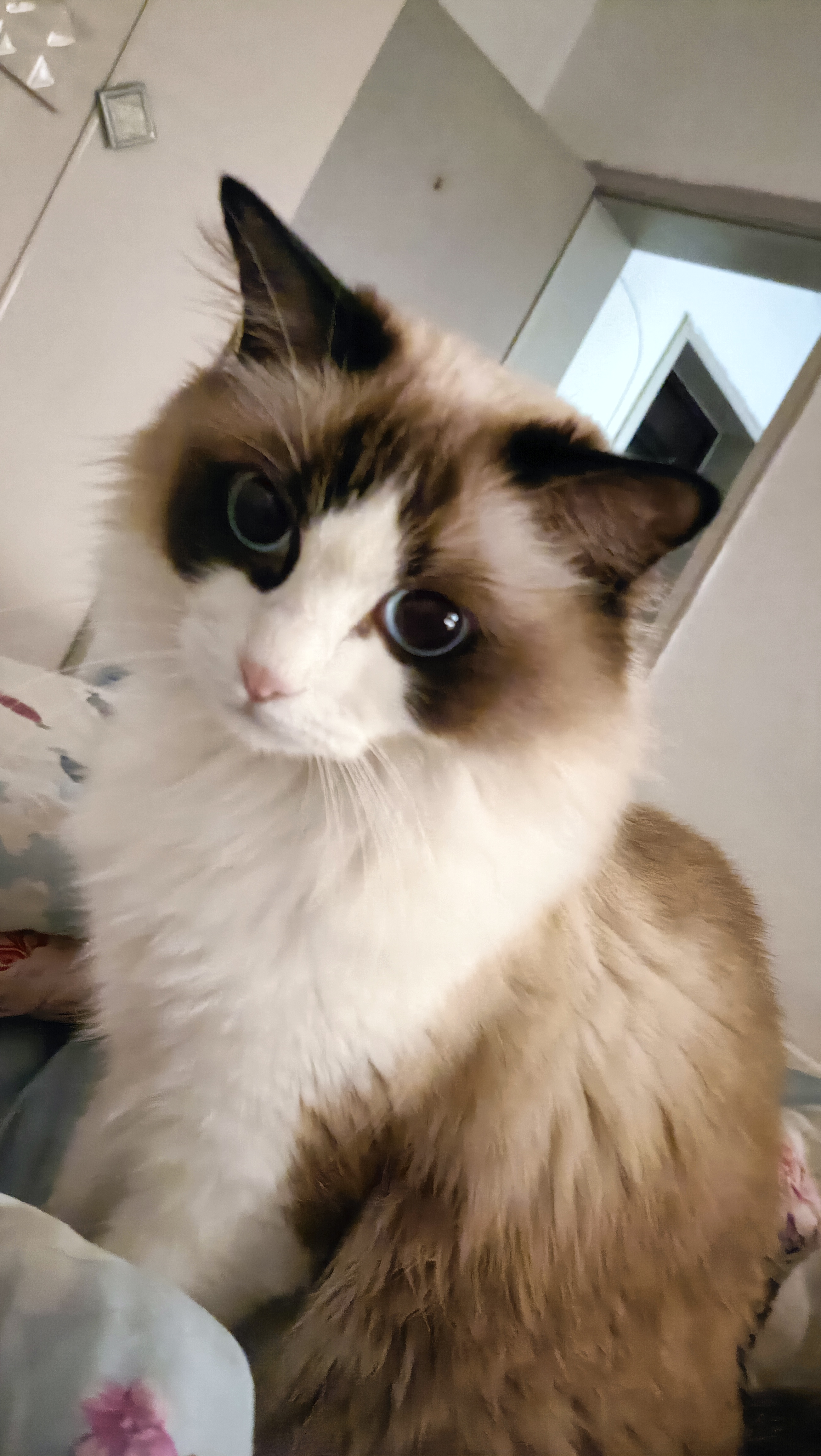 "猫咪的蓝眼睛,深邃而平静,仿佛藏着万千星辰.