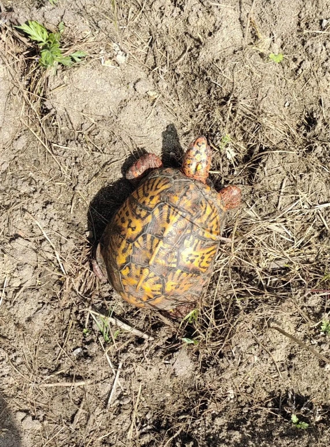 今天在山边的看到了这只乌龟,个头不大,通体金黄色,带深灰色纹路.