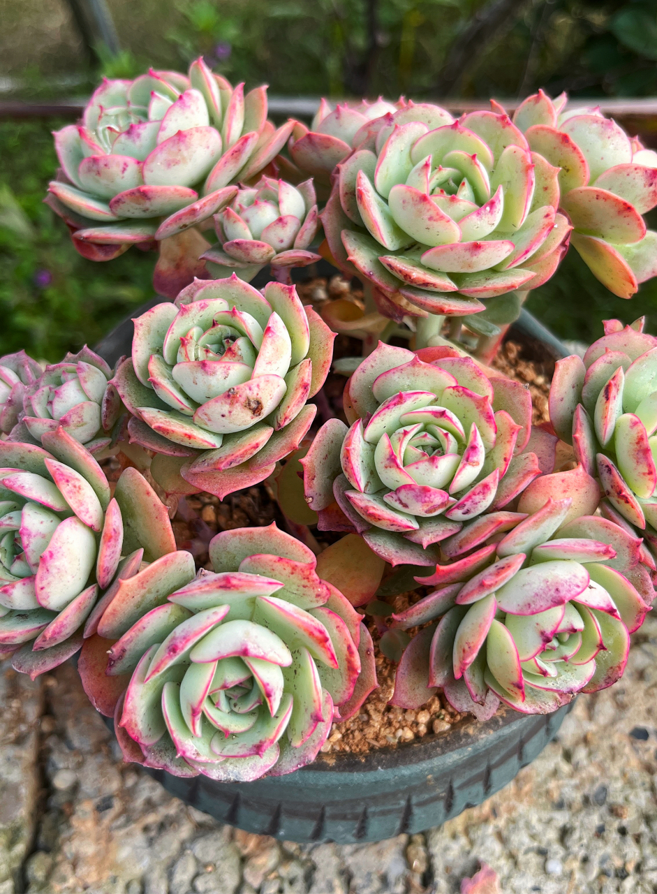 多肉,就像生活中的小确幸,总能在忙碌的日常中带来一丝宁静和温暖