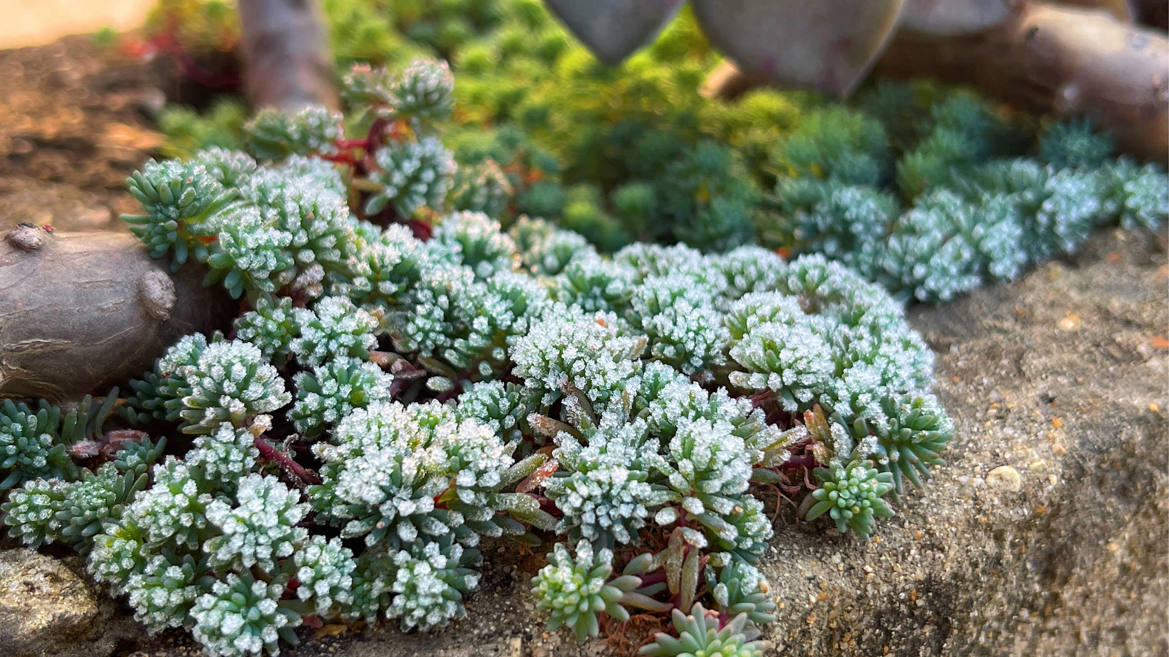 霜冻下的薄雪万年草,不一样的美!