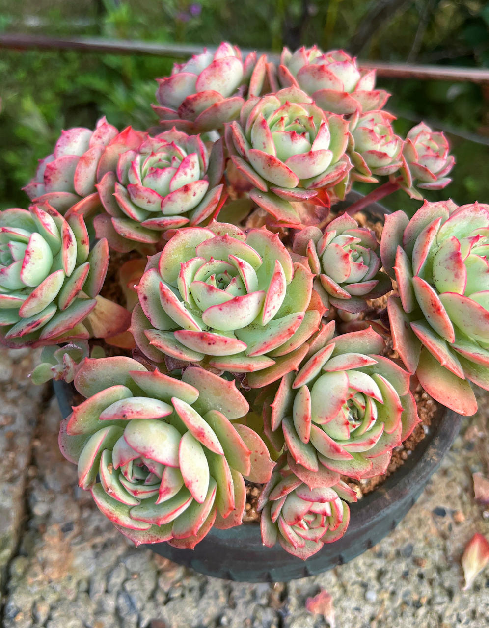 克罗地亚玫瑰,多肉,就像生活中的小确幸,总能在忙碌的日常中带来一丝