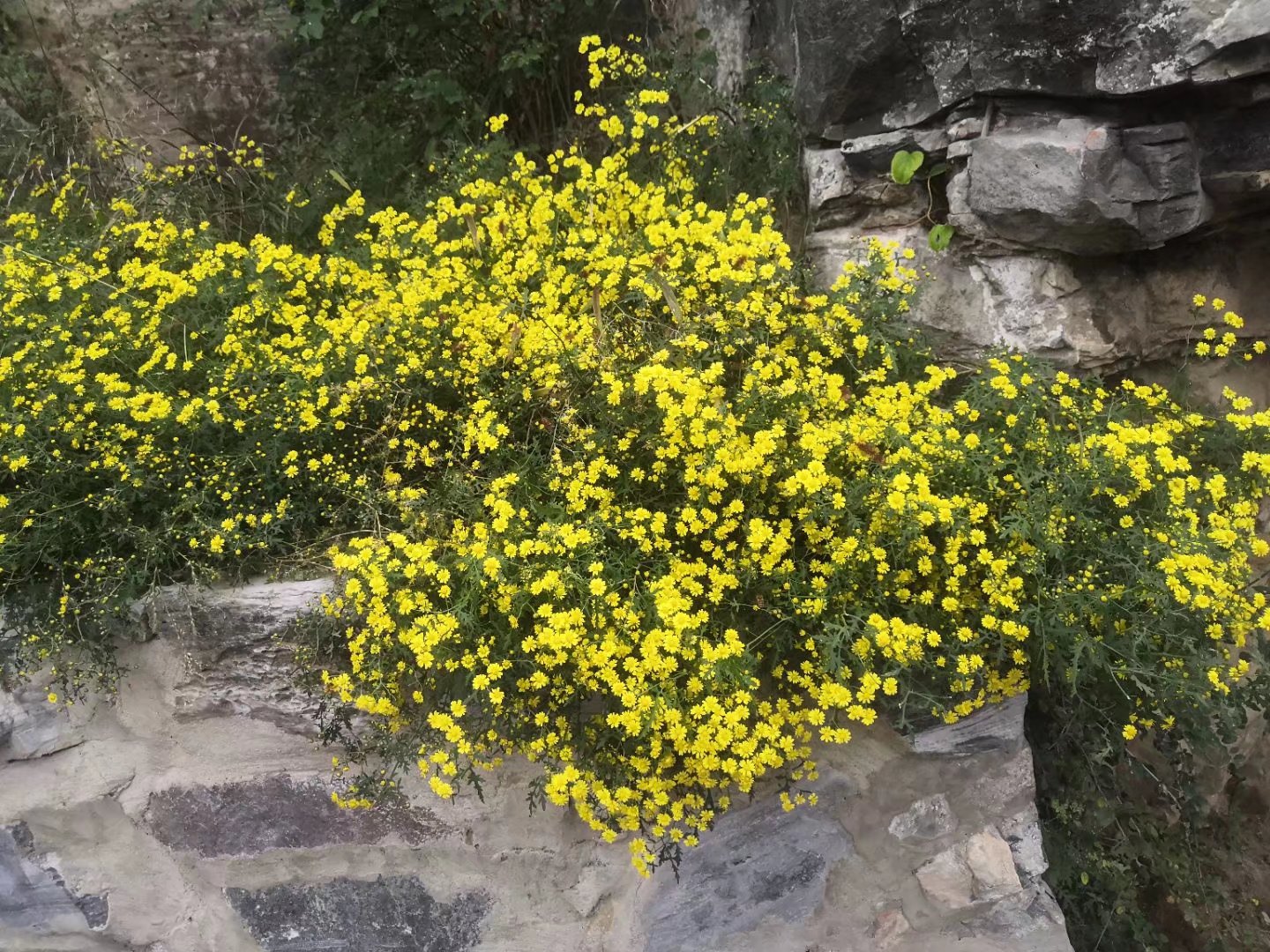 山上的野菊花 山上的野菊花,黄灿灿的一大片,如同繁星一般.