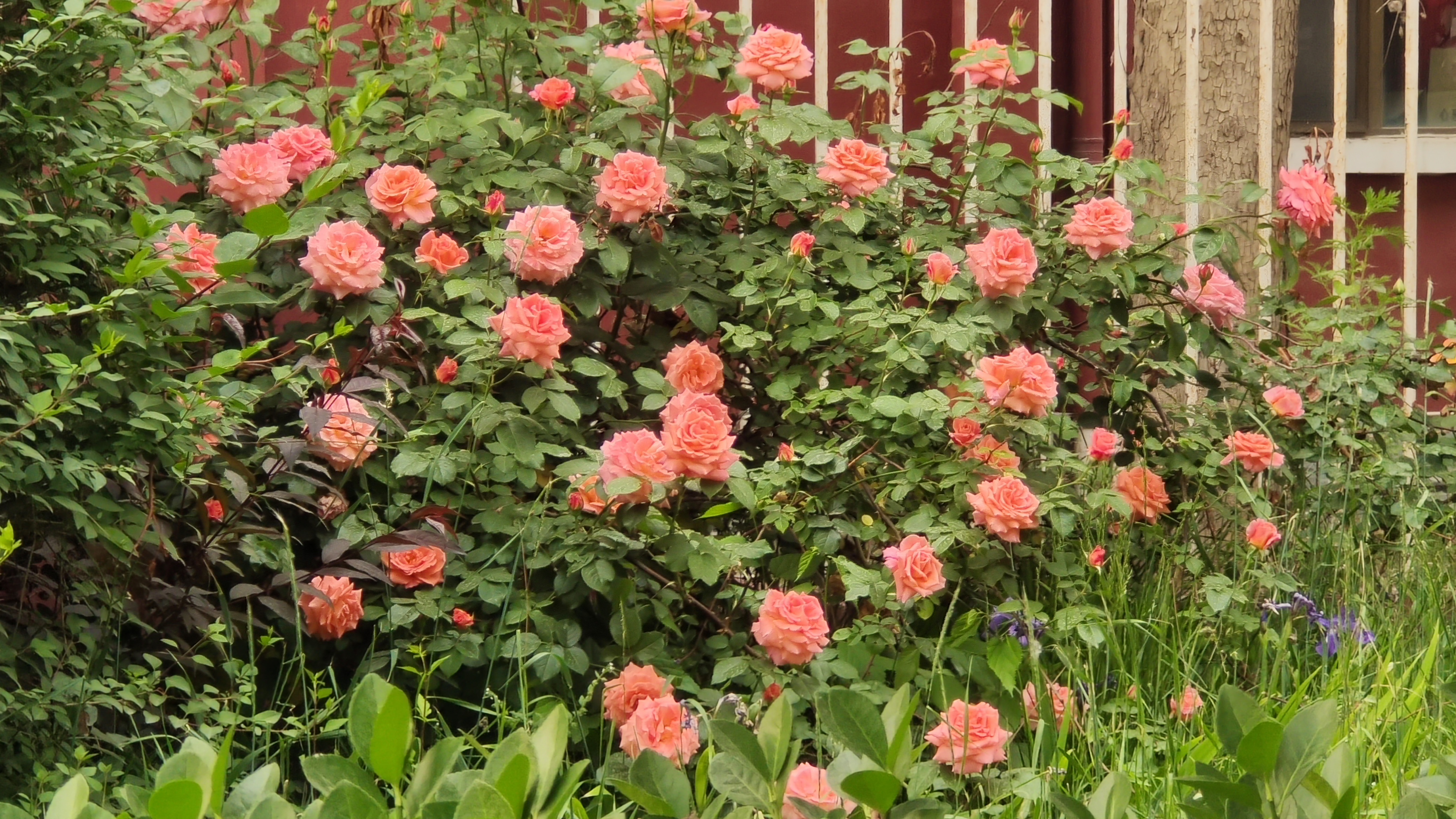 繁花似锦,色彩鲜艳,每一朵都仿佛在诉说着春天的故事.