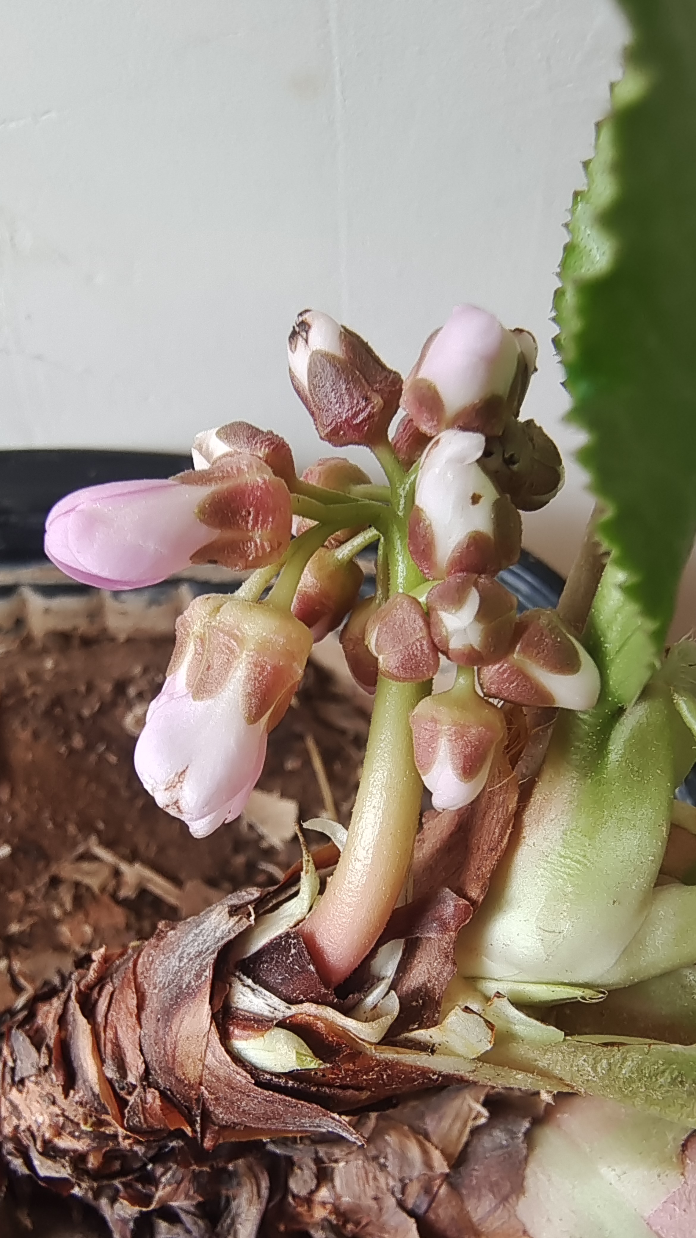 这盆厚叶岩白菜竟然先开花了