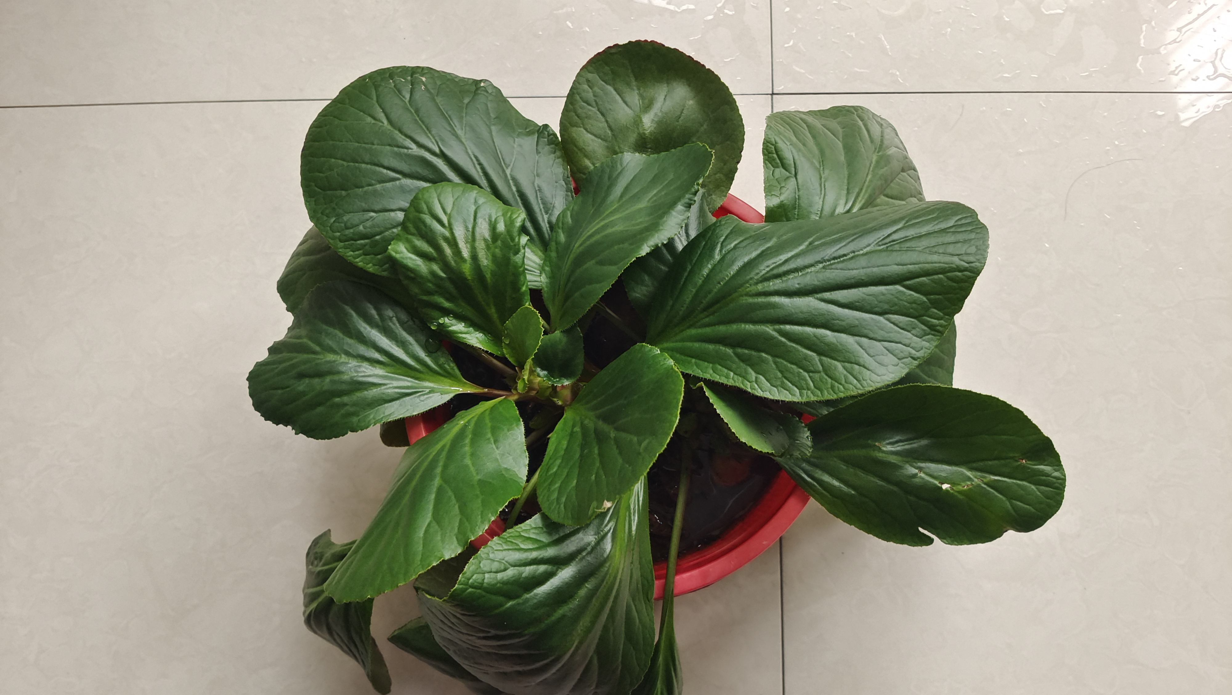 花期不遥远,等待你绽放