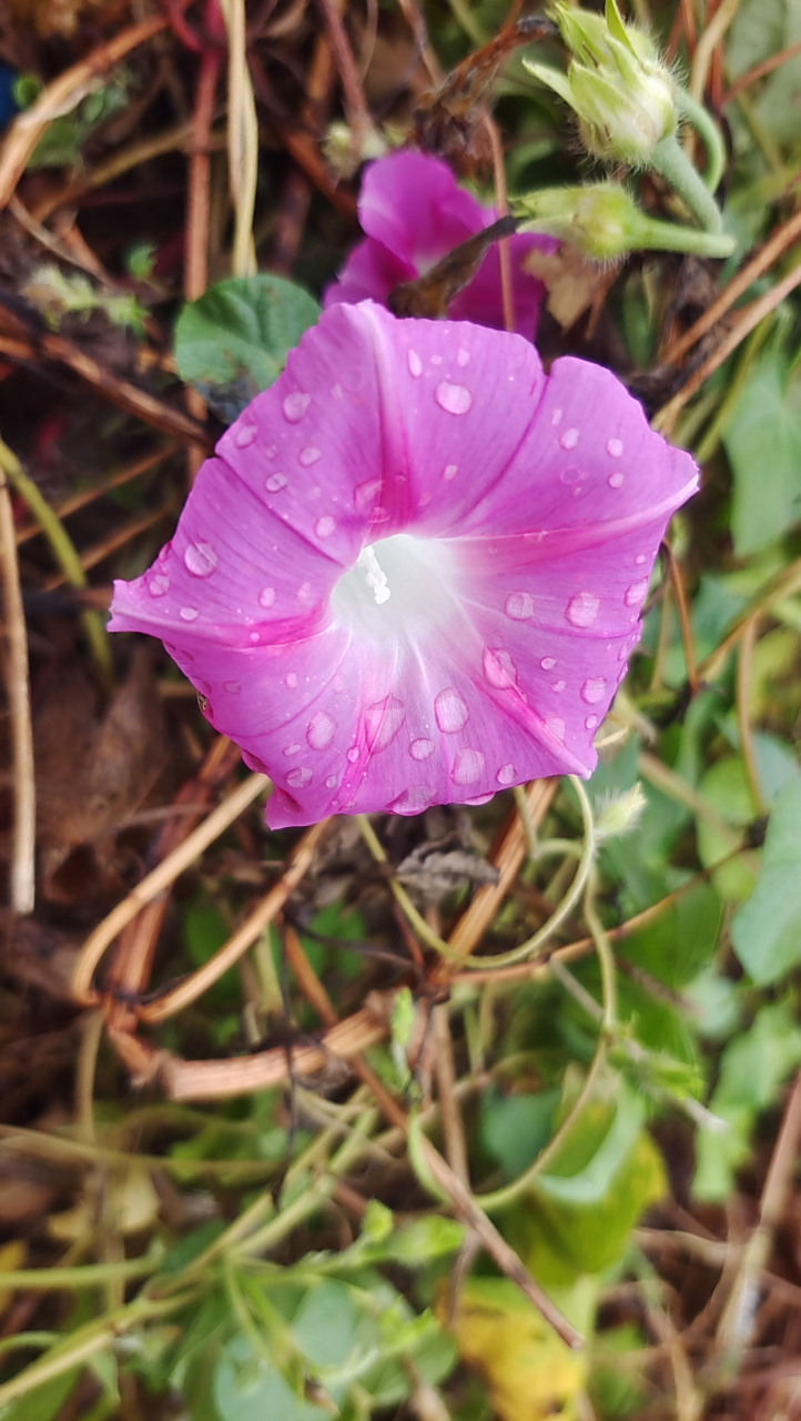 粉红色的牵牛花 粉红色的牵牛花,自由自在地盛开着.